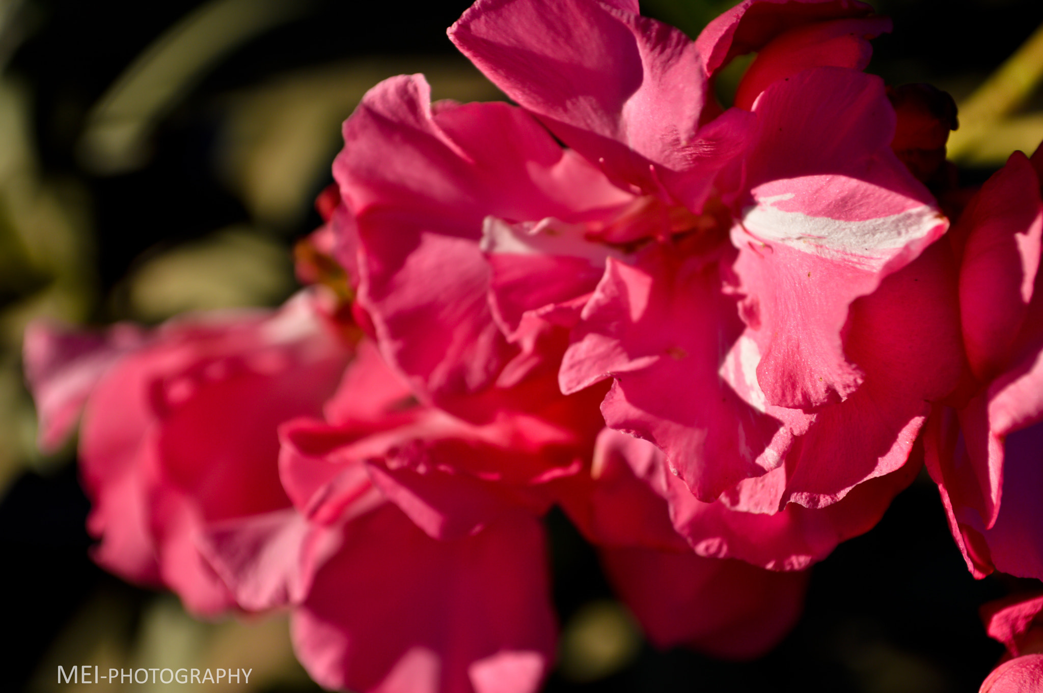 Nikon D3200 + Sigma 18-50mm F2.8 EX DC Macro sample photo. Flower 7 photography