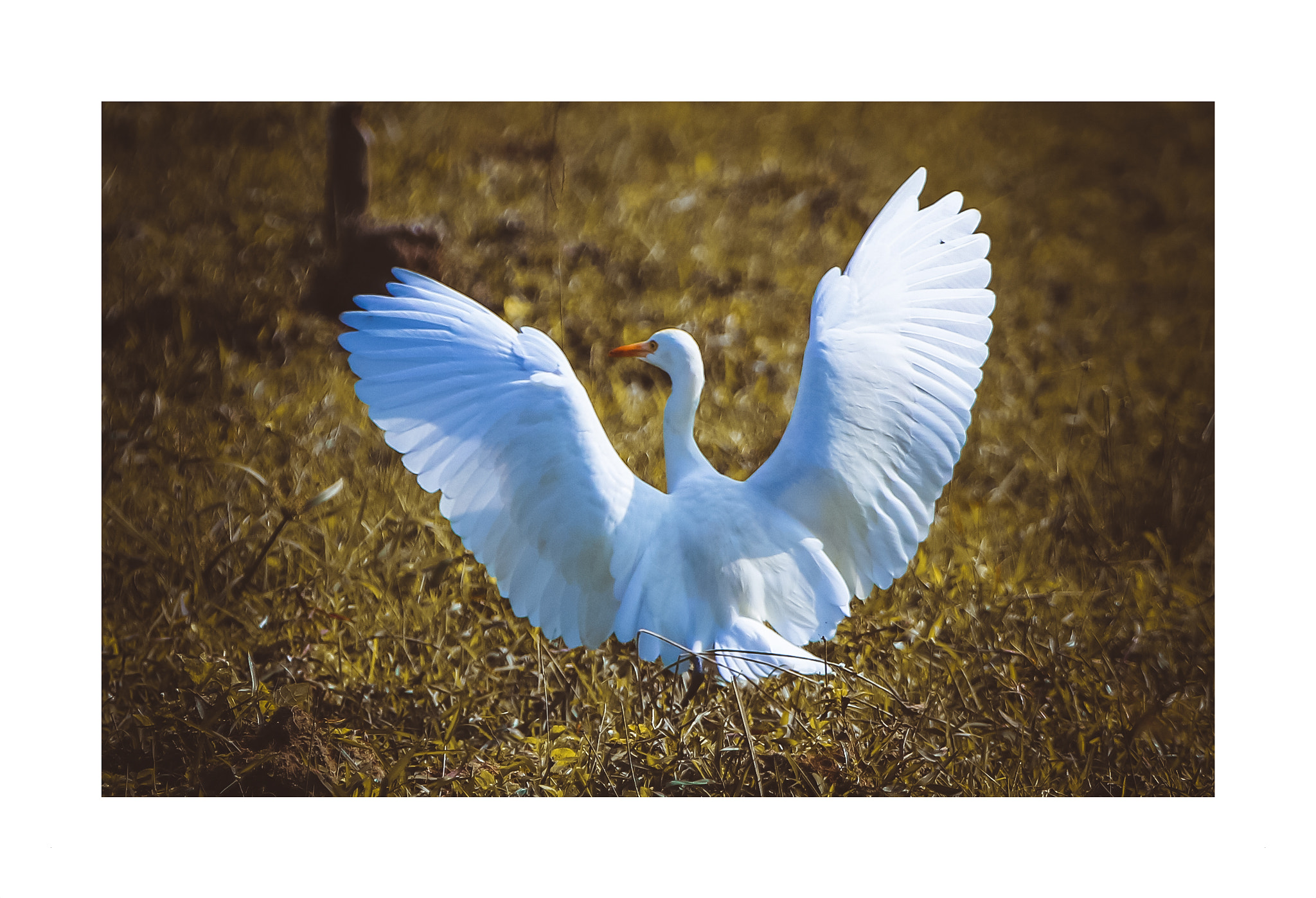 Canon EOS 760D (EOS Rebel T6s / EOS 8000D) sample photo. Birds photography