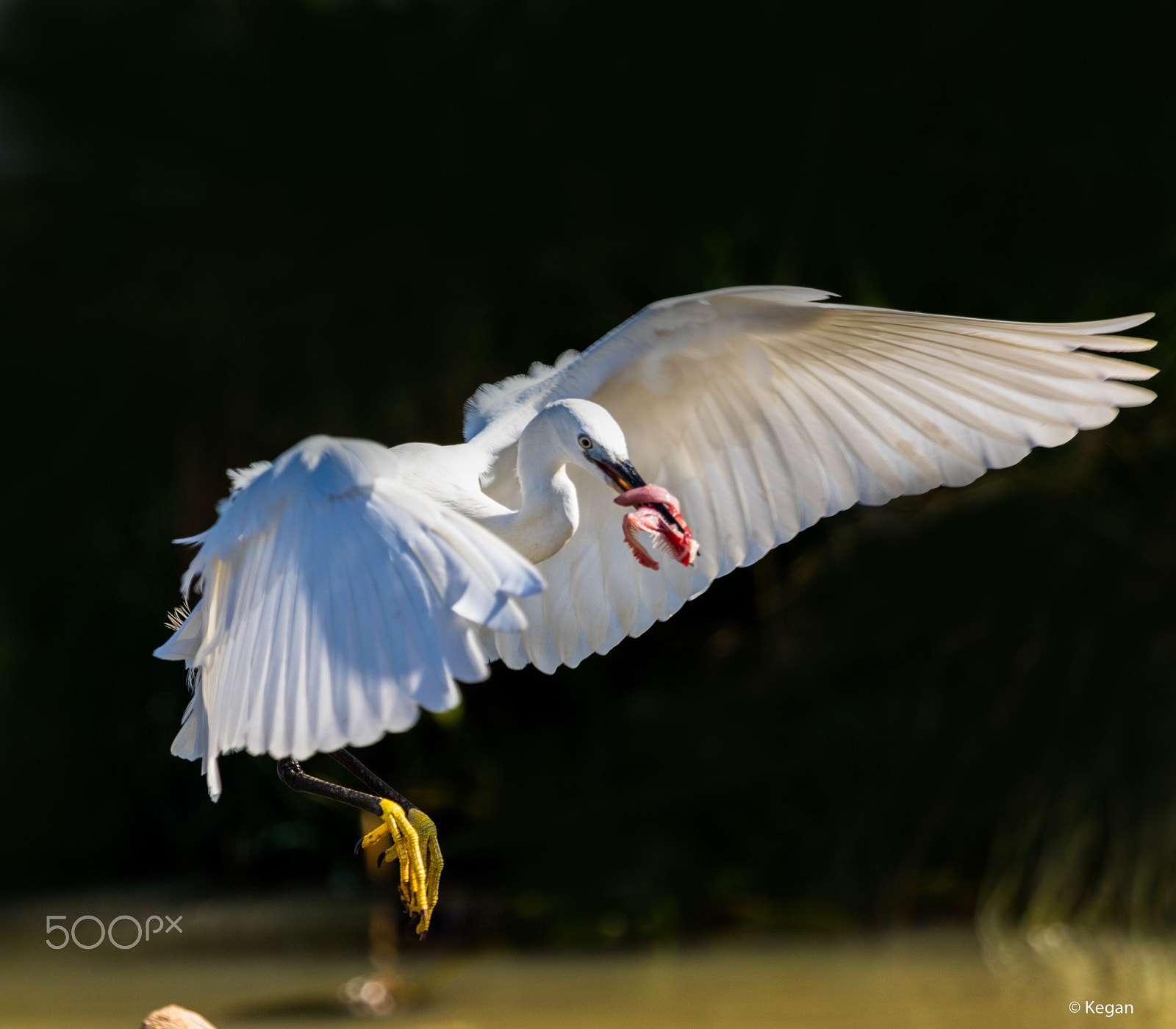 Canon EF 100-400mm F4.5-5.6L IS USM sample photo. Predator photography