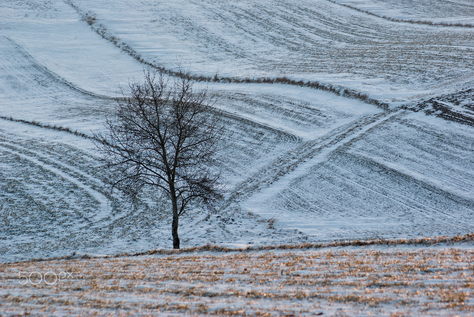 Pentax K10D sample photo. Winter tree photography
