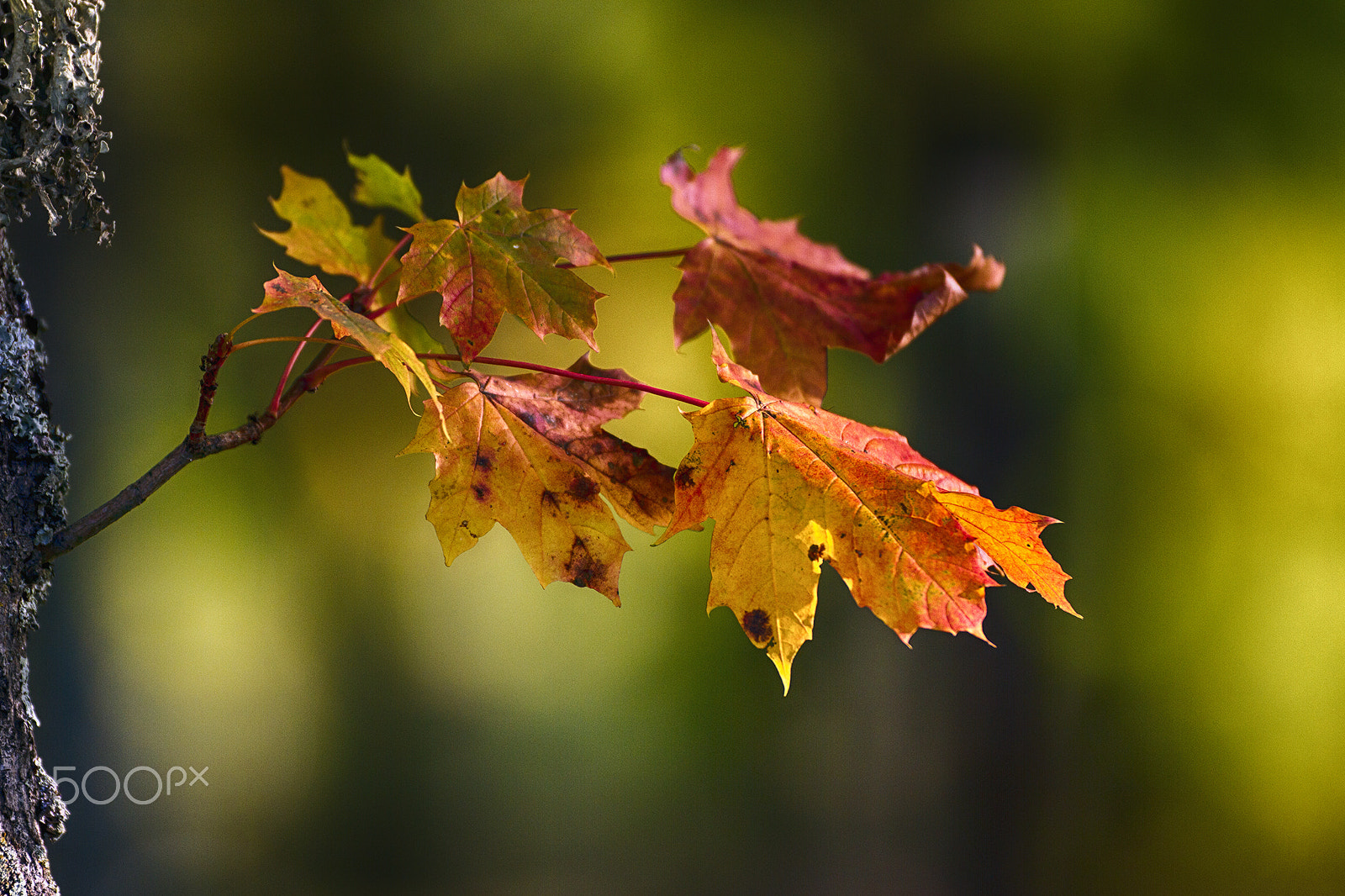 Canon EOS 7D + Canon EF 200mm F2.8L II USM sample photo. Colors photography