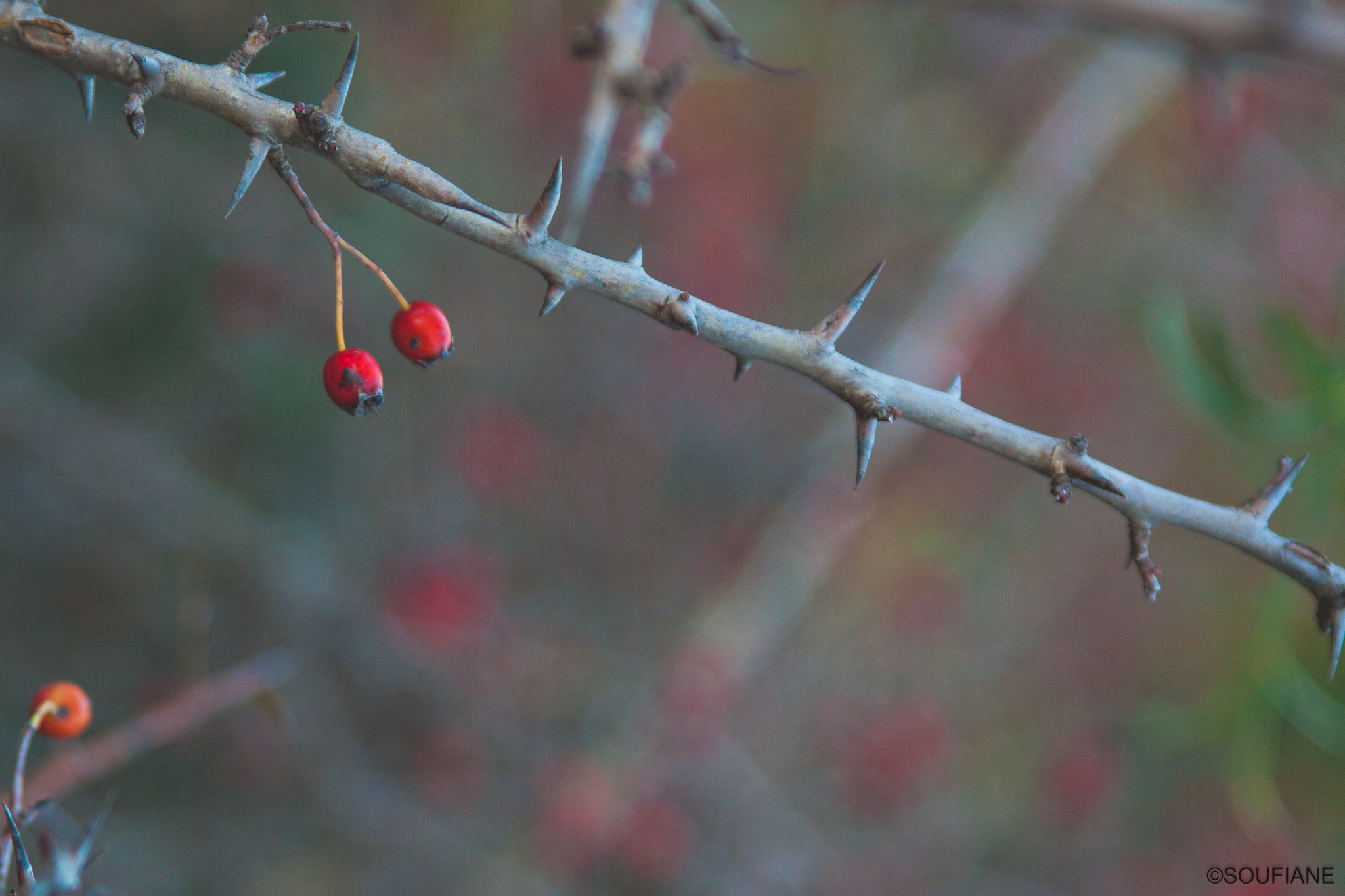 Canon EF 28-105mm f/3.5-4.5 USM sample photo. 5 years ago .. photography