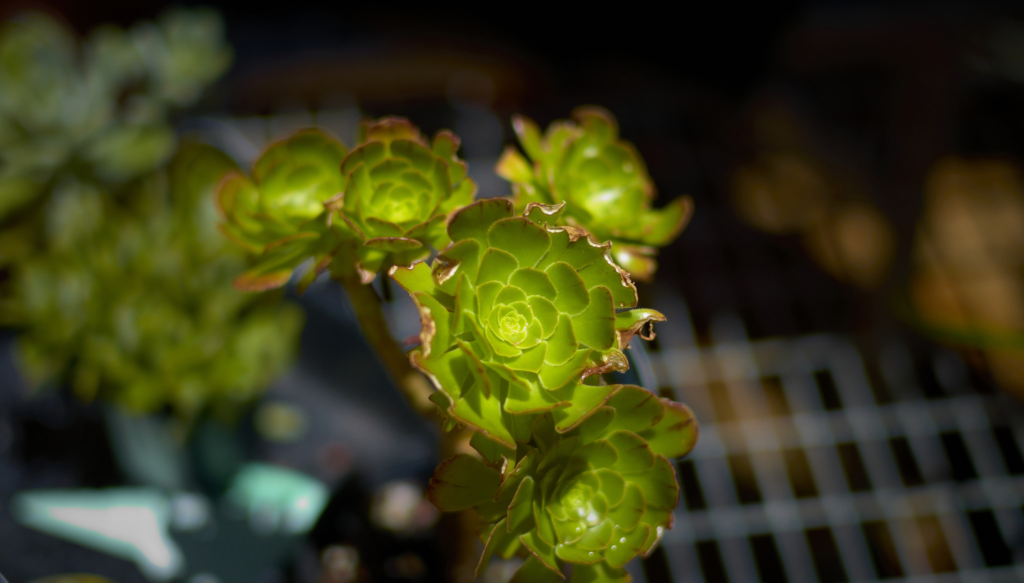 Leica M8 sample photo. Plant five photography
