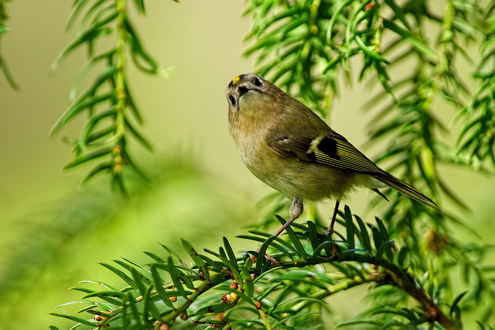 Minolta AF 400mm F4.5 HS-APO G sample photo. Goldcrest photography