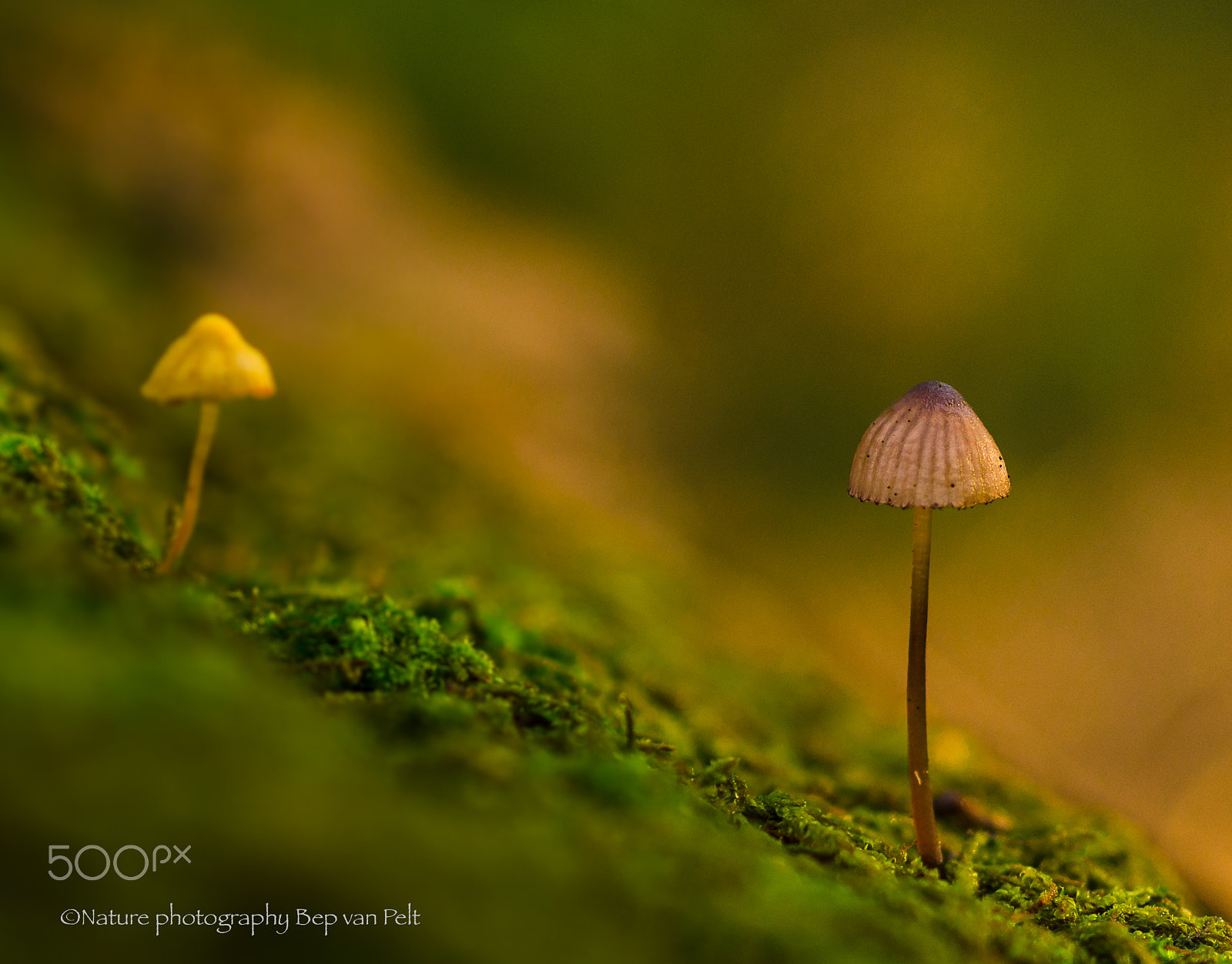 Nikon D7000 + Sigma 50mm F2.8 EX DG Macro sample photo. __vivid winter forest__ photography