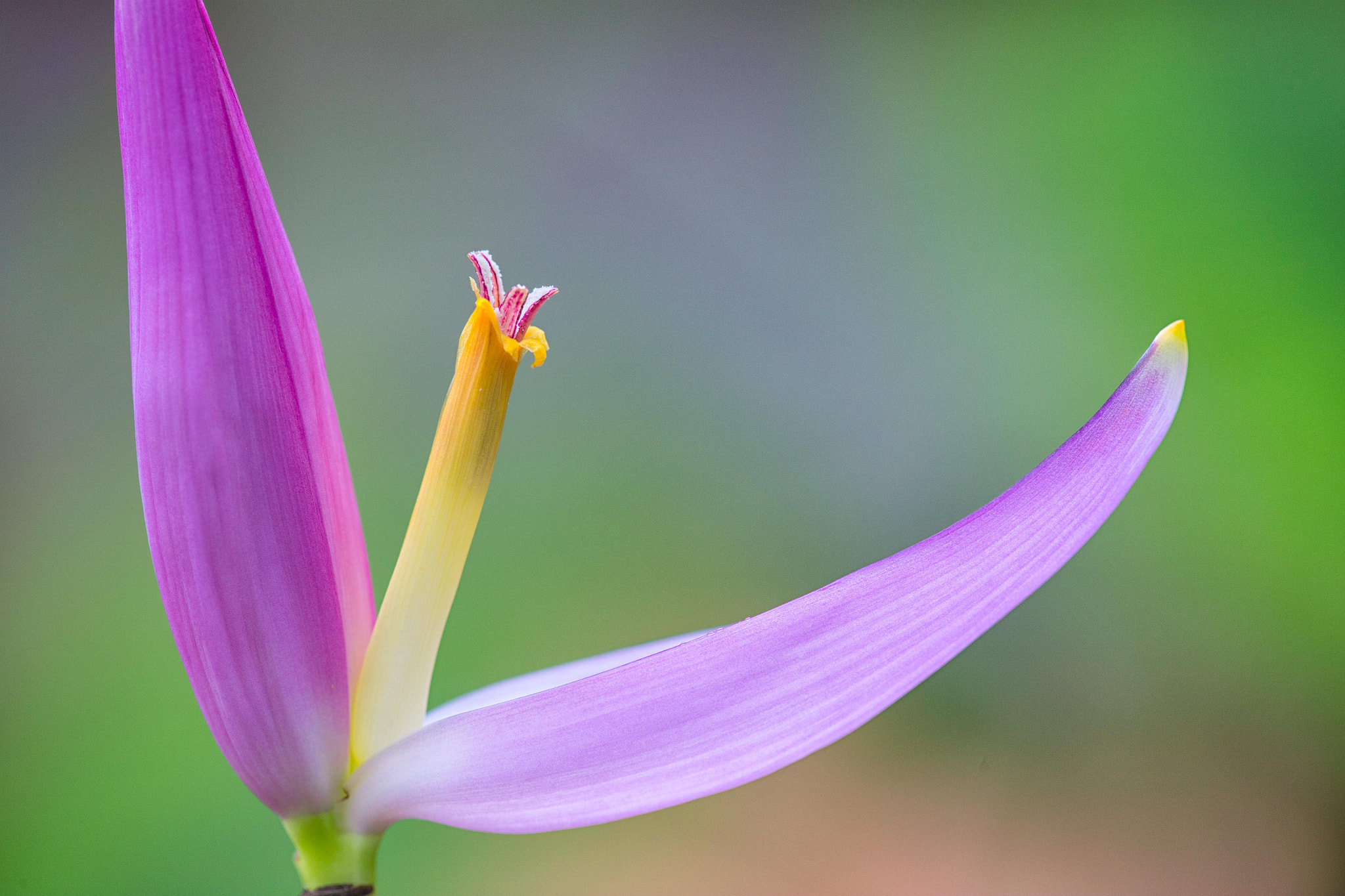 Canon EF 180mm F3.5L Macro USM sample photo. Banana flower photography