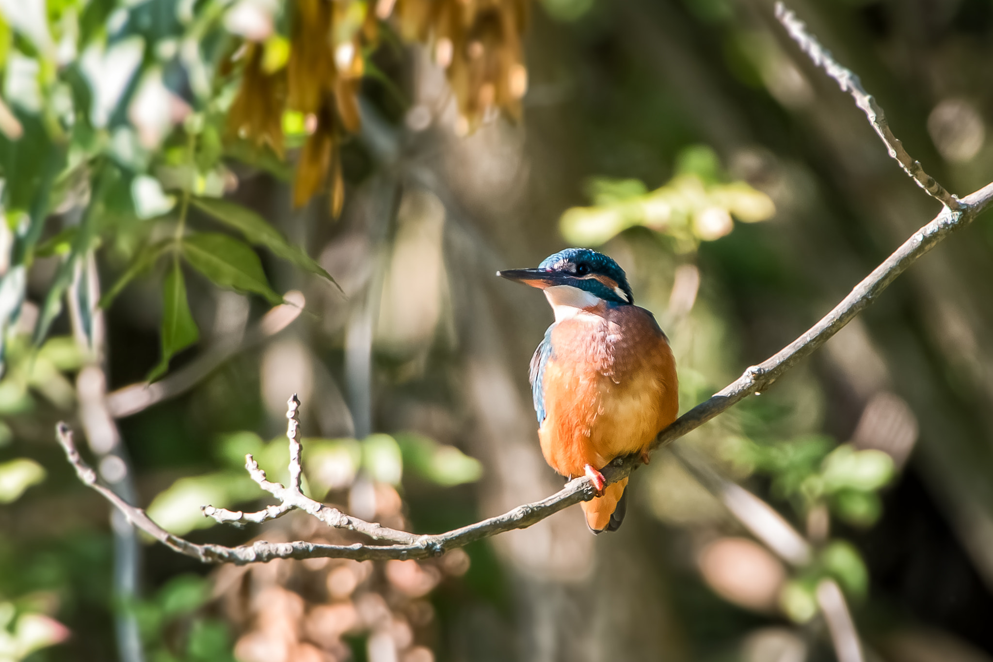 Canon EF 70-200mm F2.8L IS II USM sample photo. Kingfisher photography