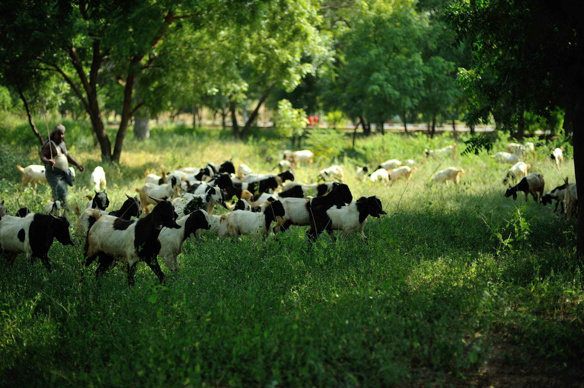 Nikon D700 + Voigtlander Nokton 58mm F1.4 SLII sample photo. A man with goats photography