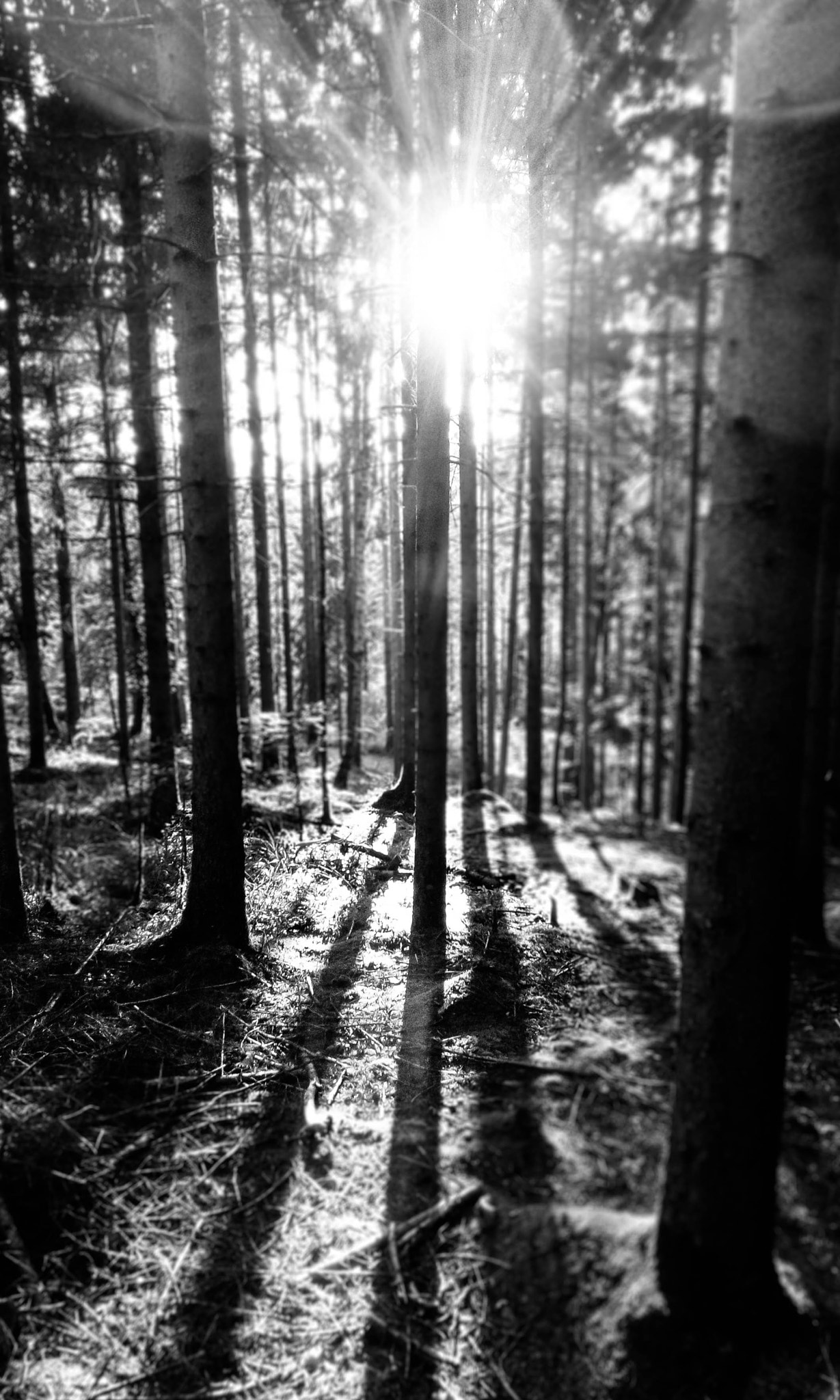 HTC DESIRE 620G DUAL SIM sample photo. Forest photography