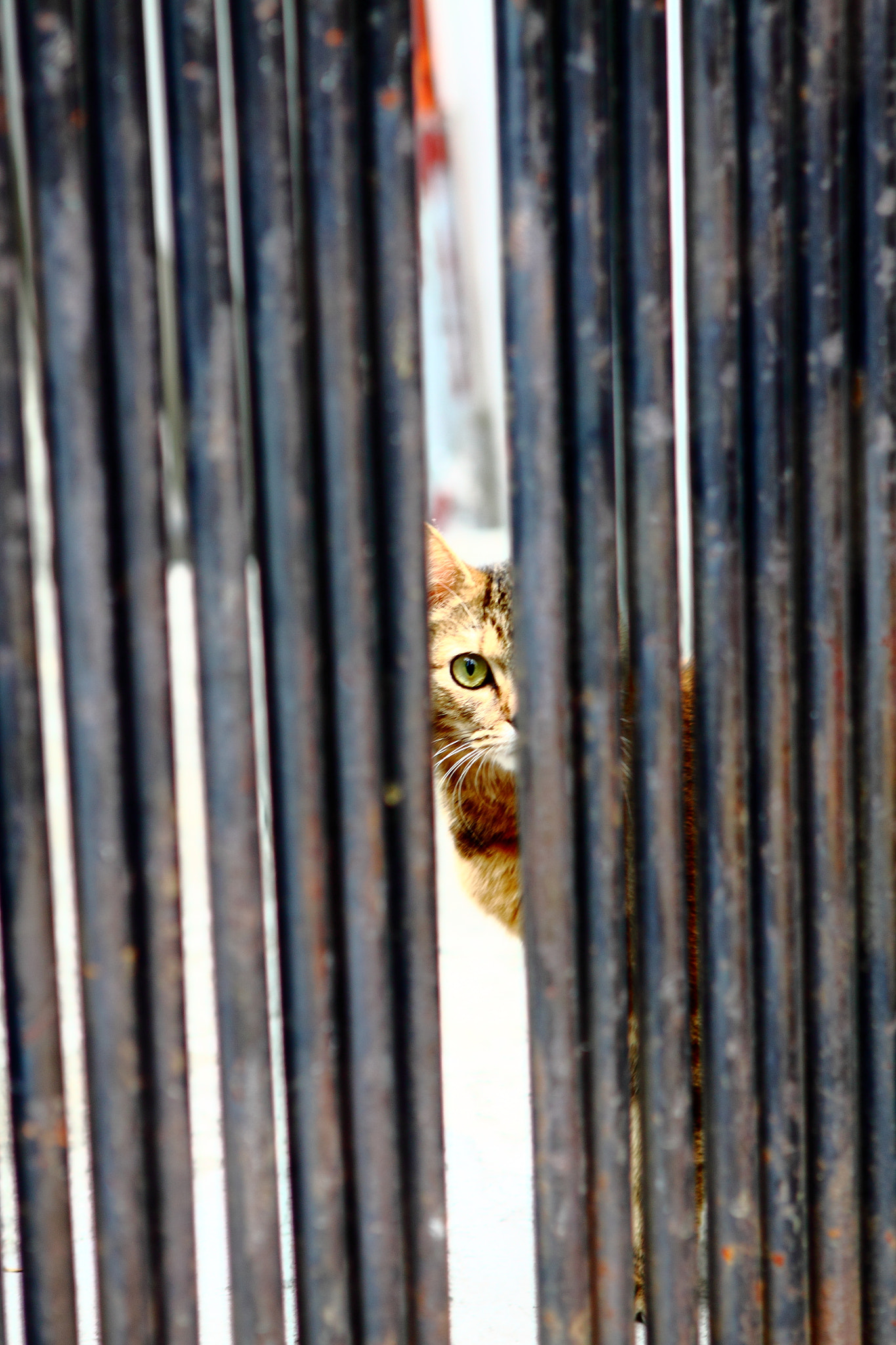 Canon EOS 50D + Canon EF 24-70mm F2.8L USM sample photo. Street cat photography