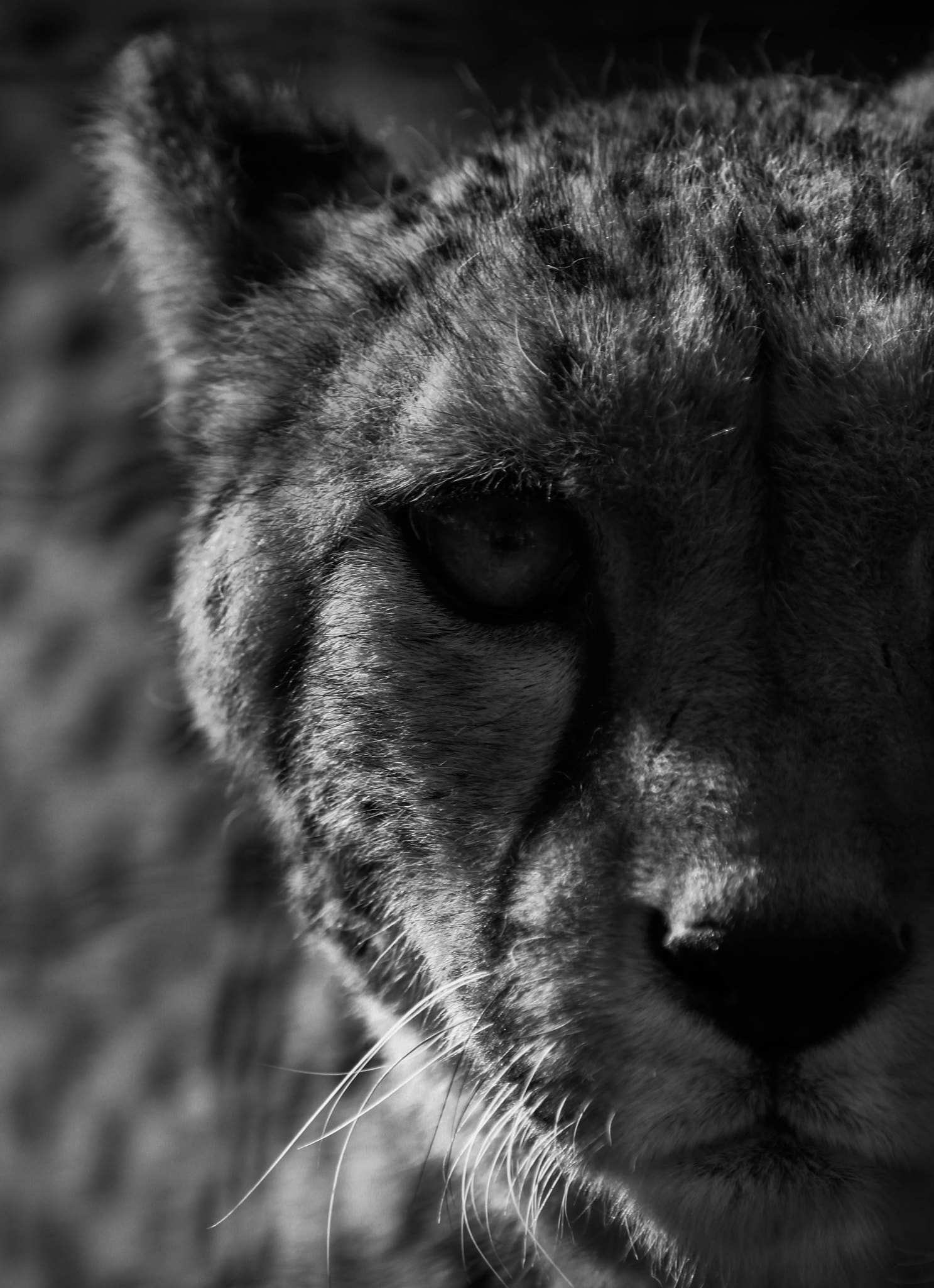 Canon EOS 7D + Canon EF 70-200mm F2.8L USM sample photo. Cheetah photography