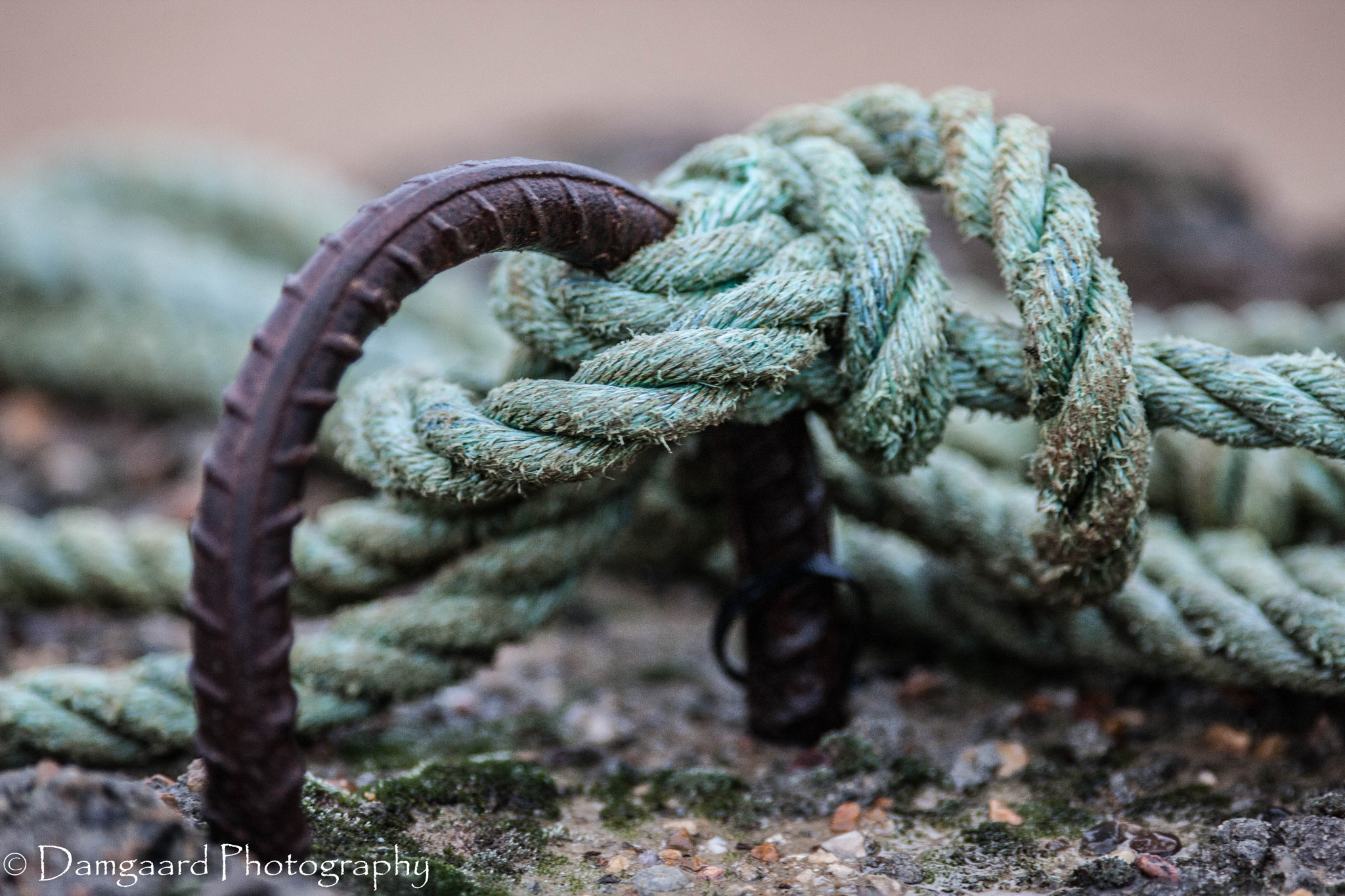 Canon EF 200mm F2.8L II USM sample photo. 5l0r2037.jpg photography