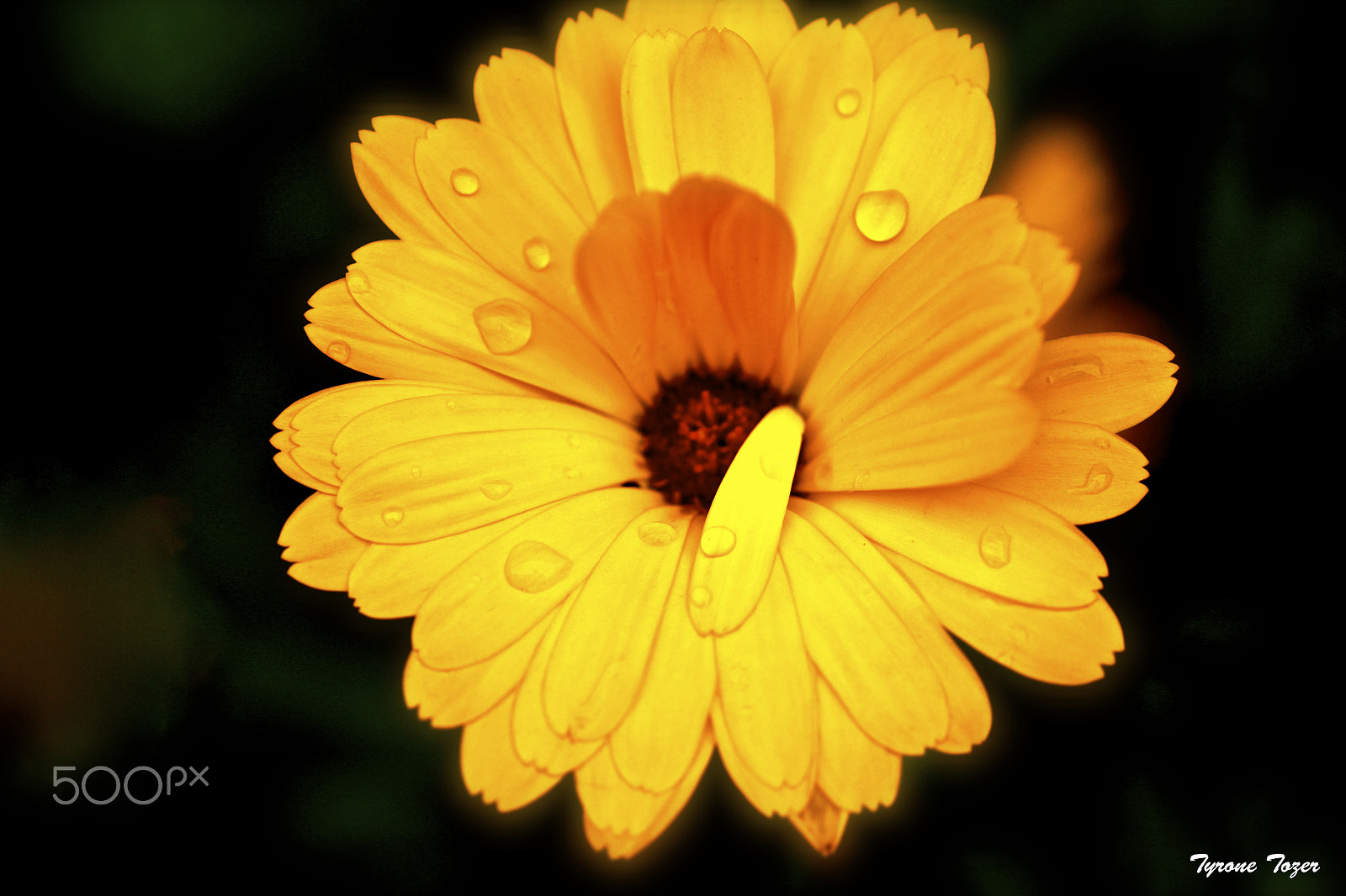 Sigma 50mm f/1.4 EX DG HSM + 1.4x sample photo. Golden flower photography