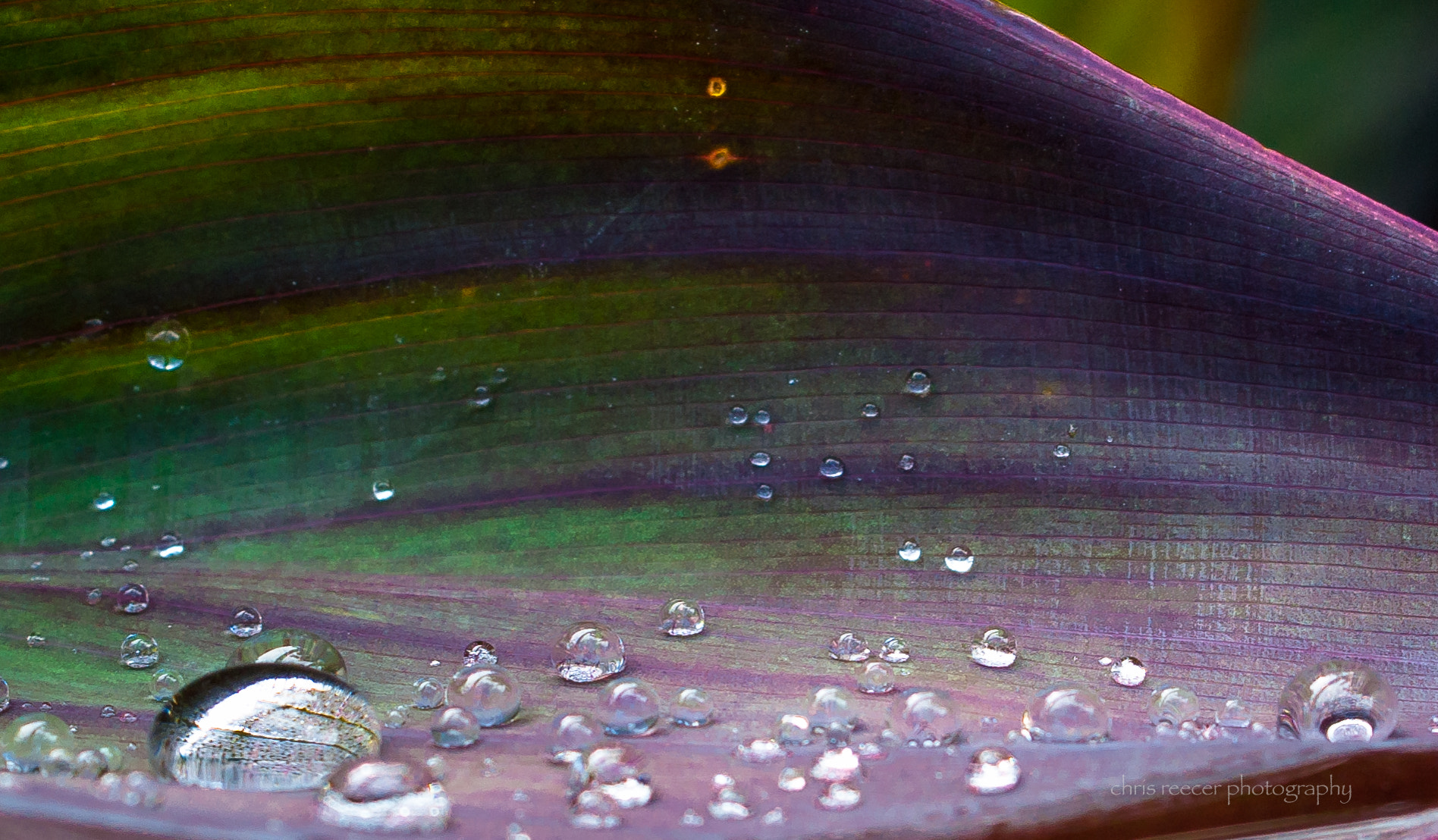 AF Zoom-Nikkor 35-70mm f/3.3-4.5 N sample photo. Rain drops photography