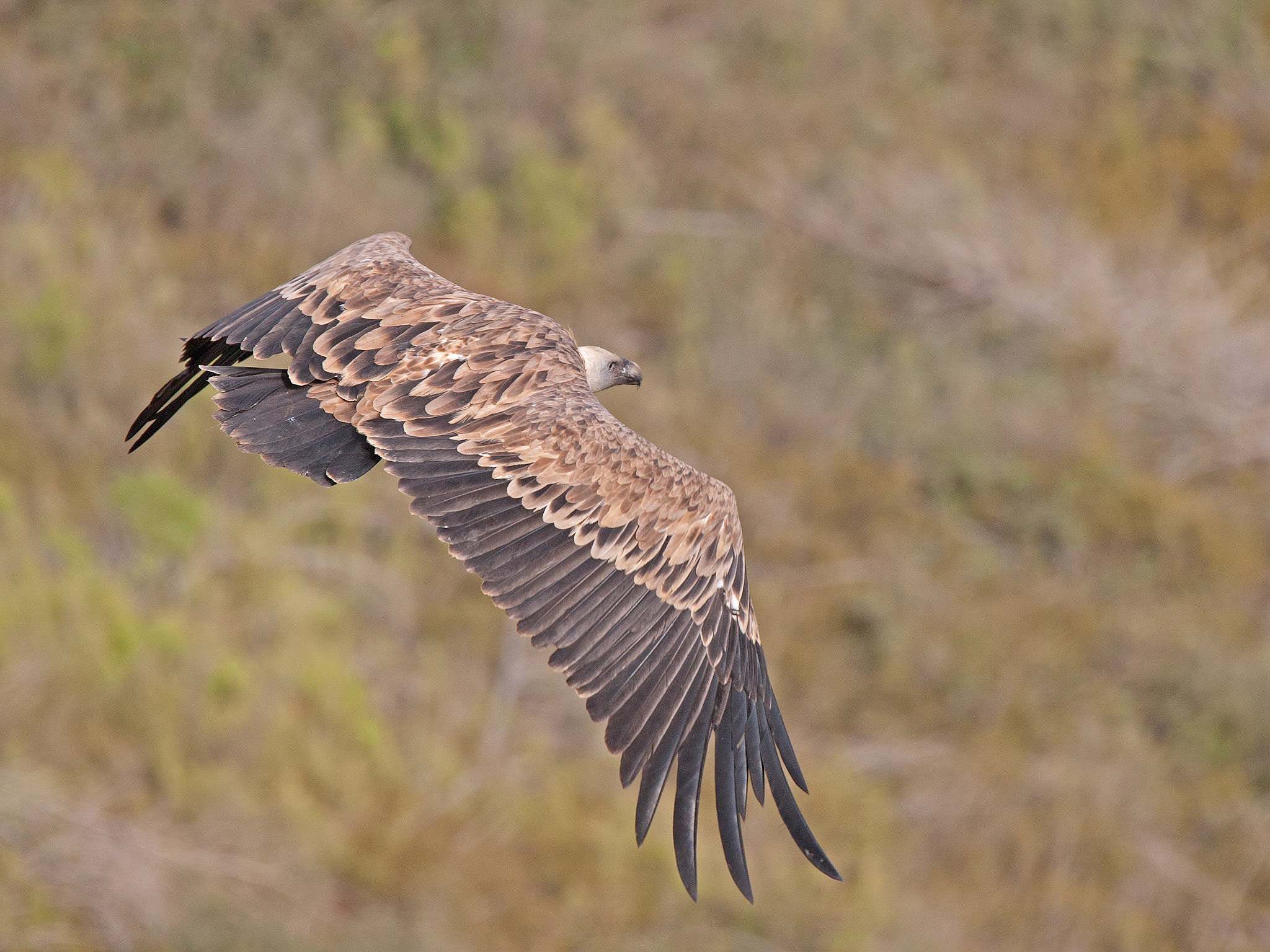Canon EOS-1Ds Mark III sample photo. Griffon vulture in flight photography