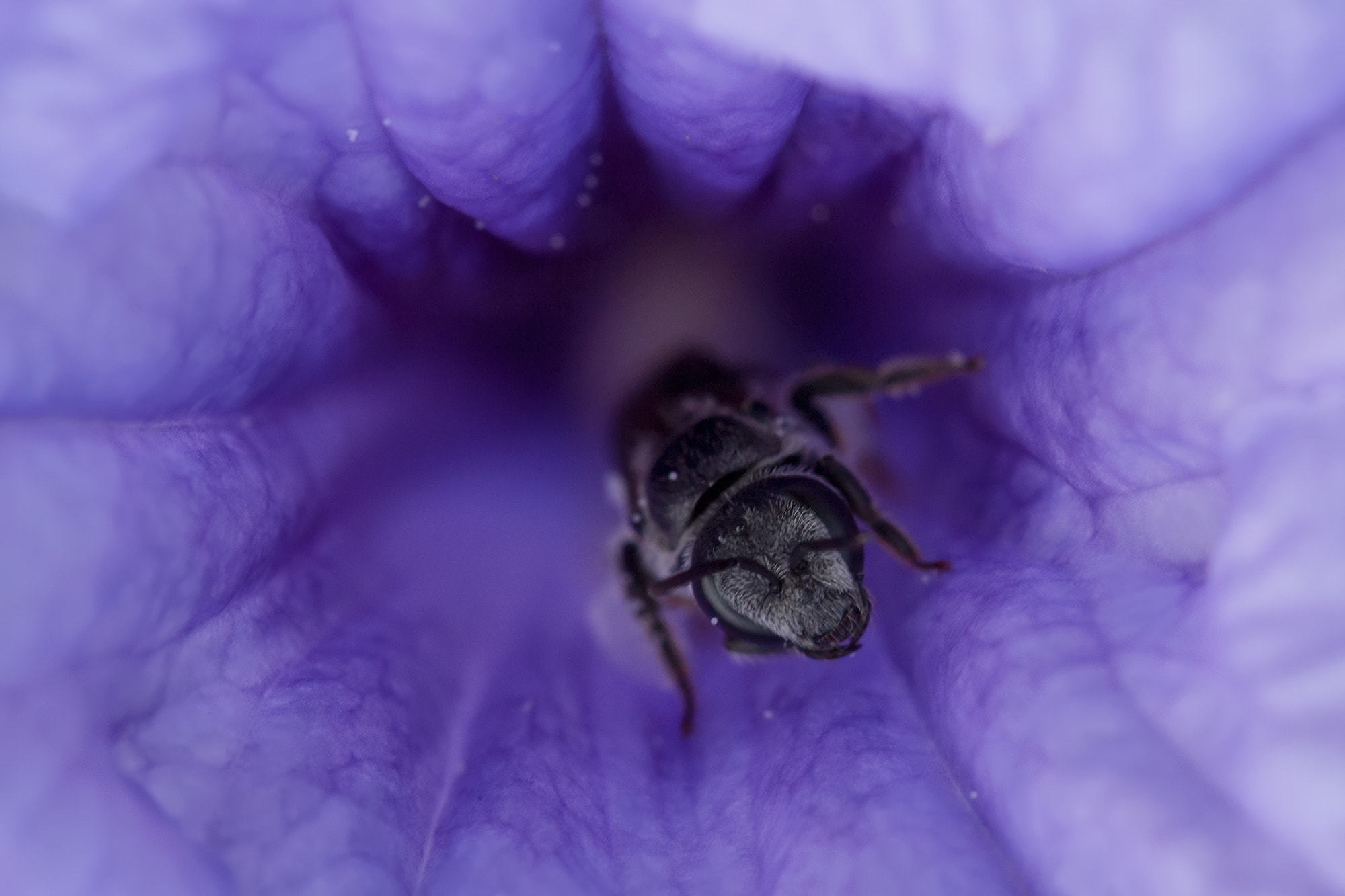 Canon EF 100mm F2.8 Macro USM sample photo. Flower n insect photography