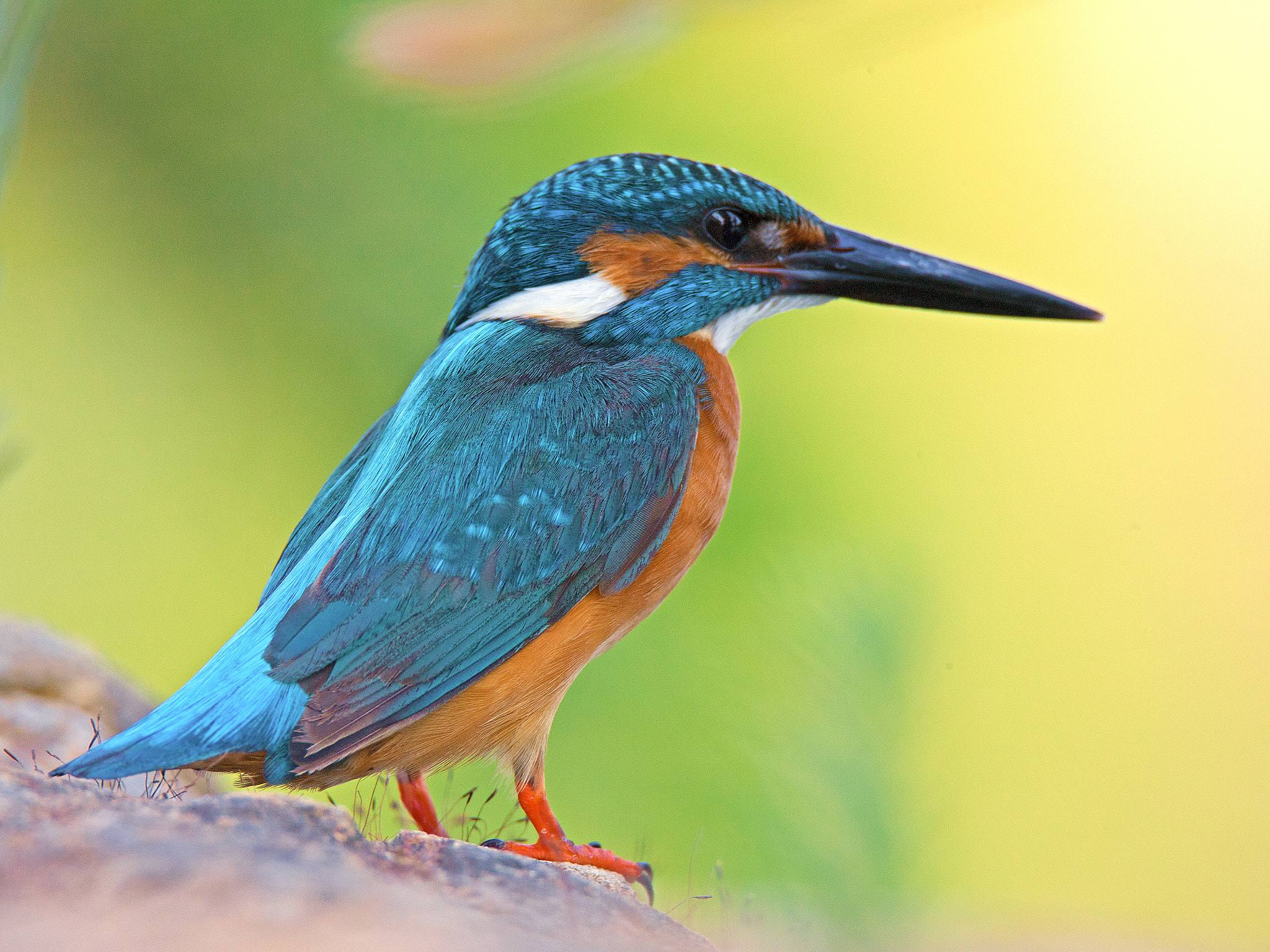 Canon EOS-1Ds Mark III + Tamron SP 150-600mm F5-6.3 Di VC USD sample photo. Common kingfisher photography