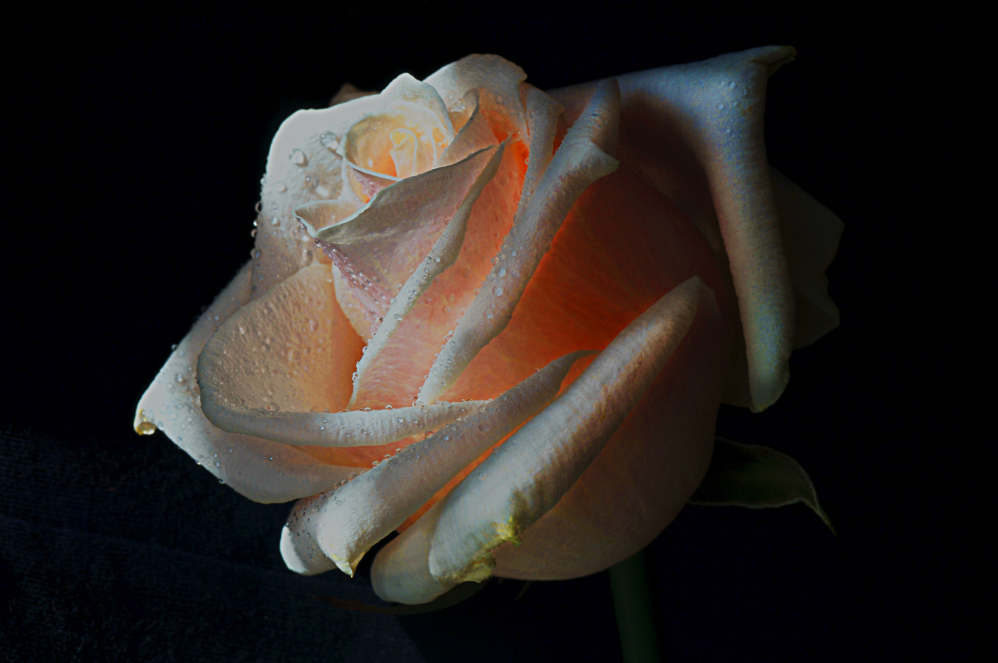 AF Micro-Nikkor 105mm f/2.8 sample photo. Роза photography
