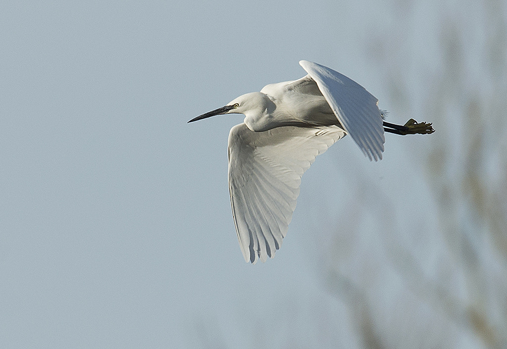 Nikon AF-S Nikkor 600mm F4D ED-IF II sample photo. Little egret (egretta garzetta) photography