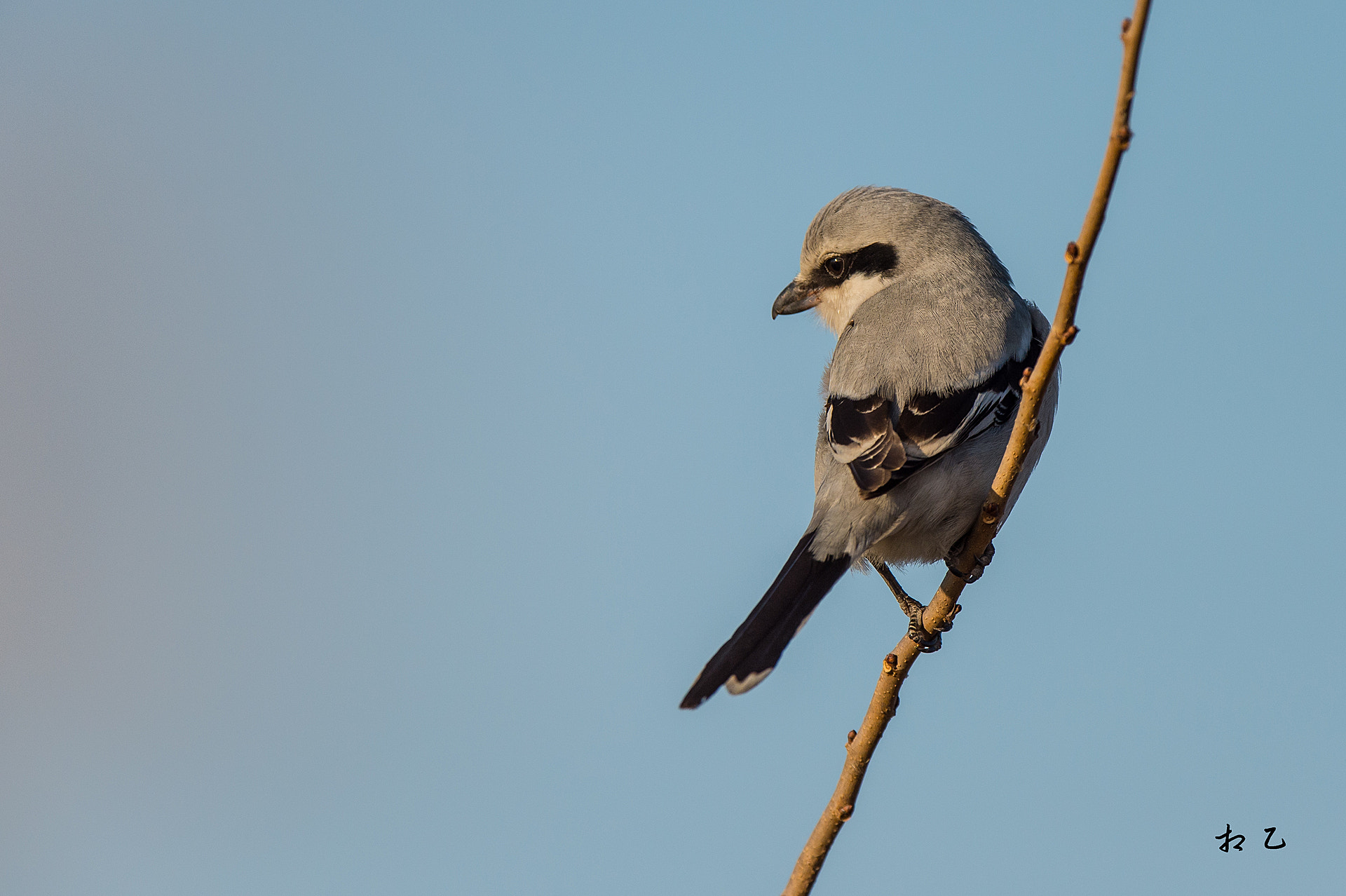 Nikon D4S sample photo. Chinese great grey shrike photography
