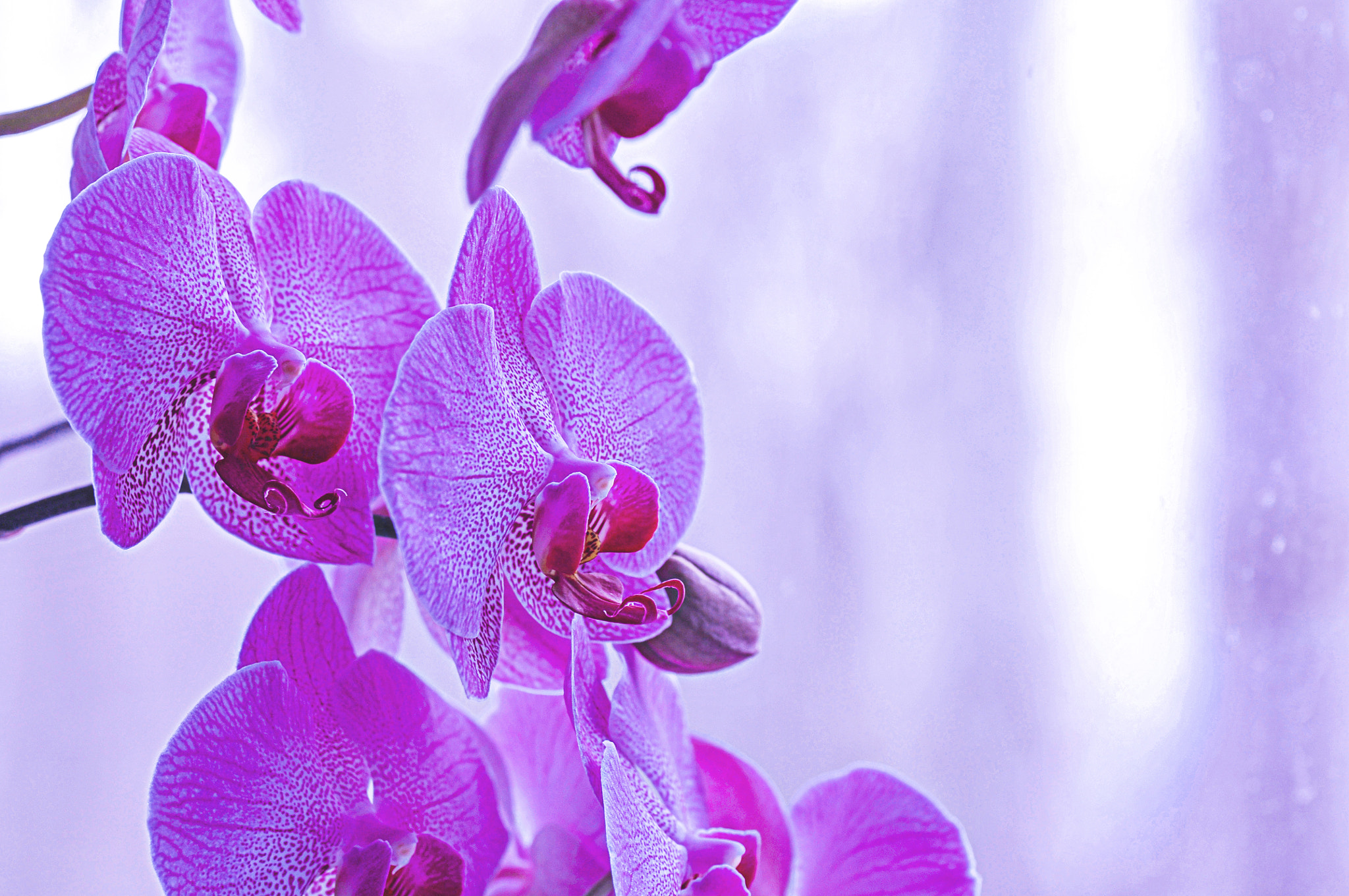 Nikon D300 + AF Micro-Nikkor 105mm f/2.8 sample photo. Орхидеи photography