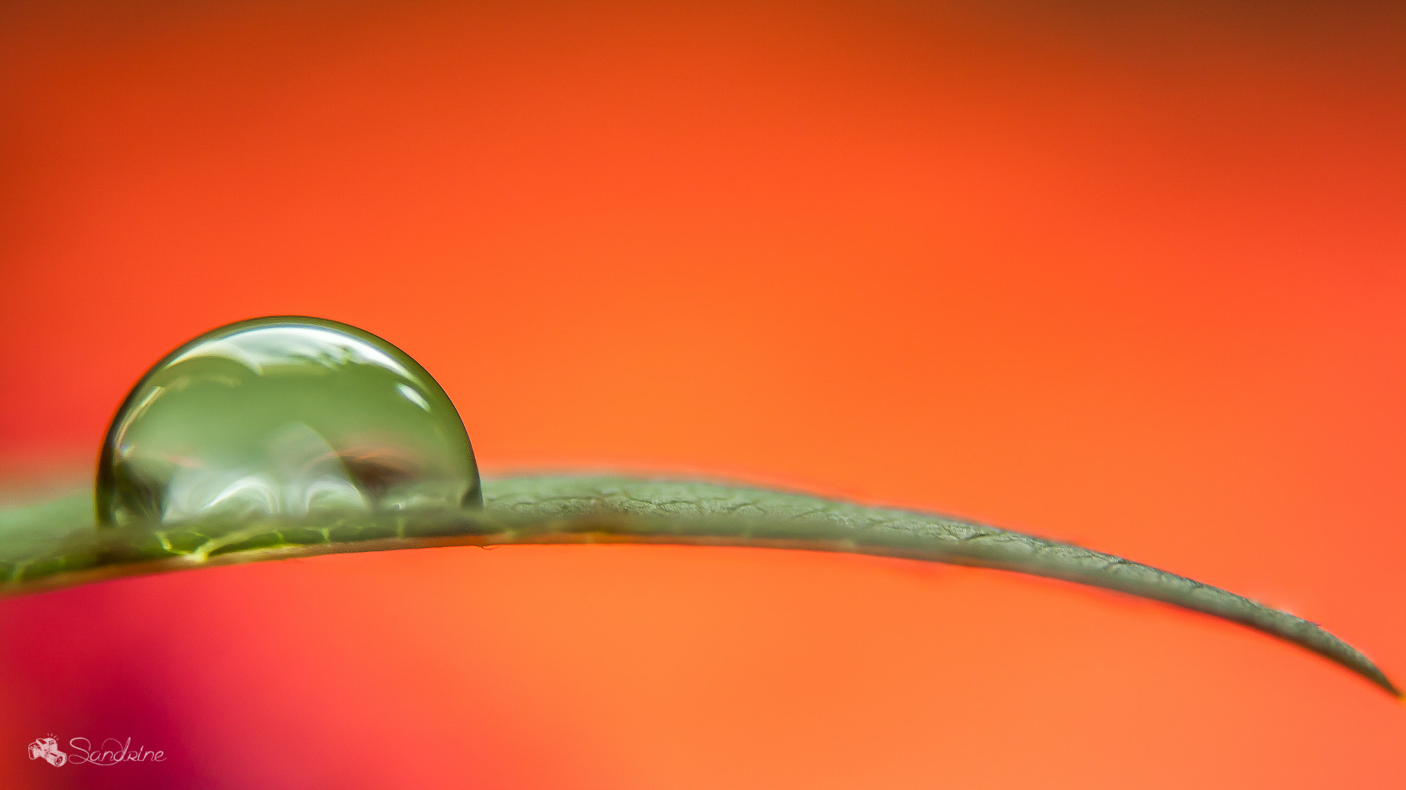 Canon EF 28-80mm f/3.5-5.6 sample photo. Goutte photography