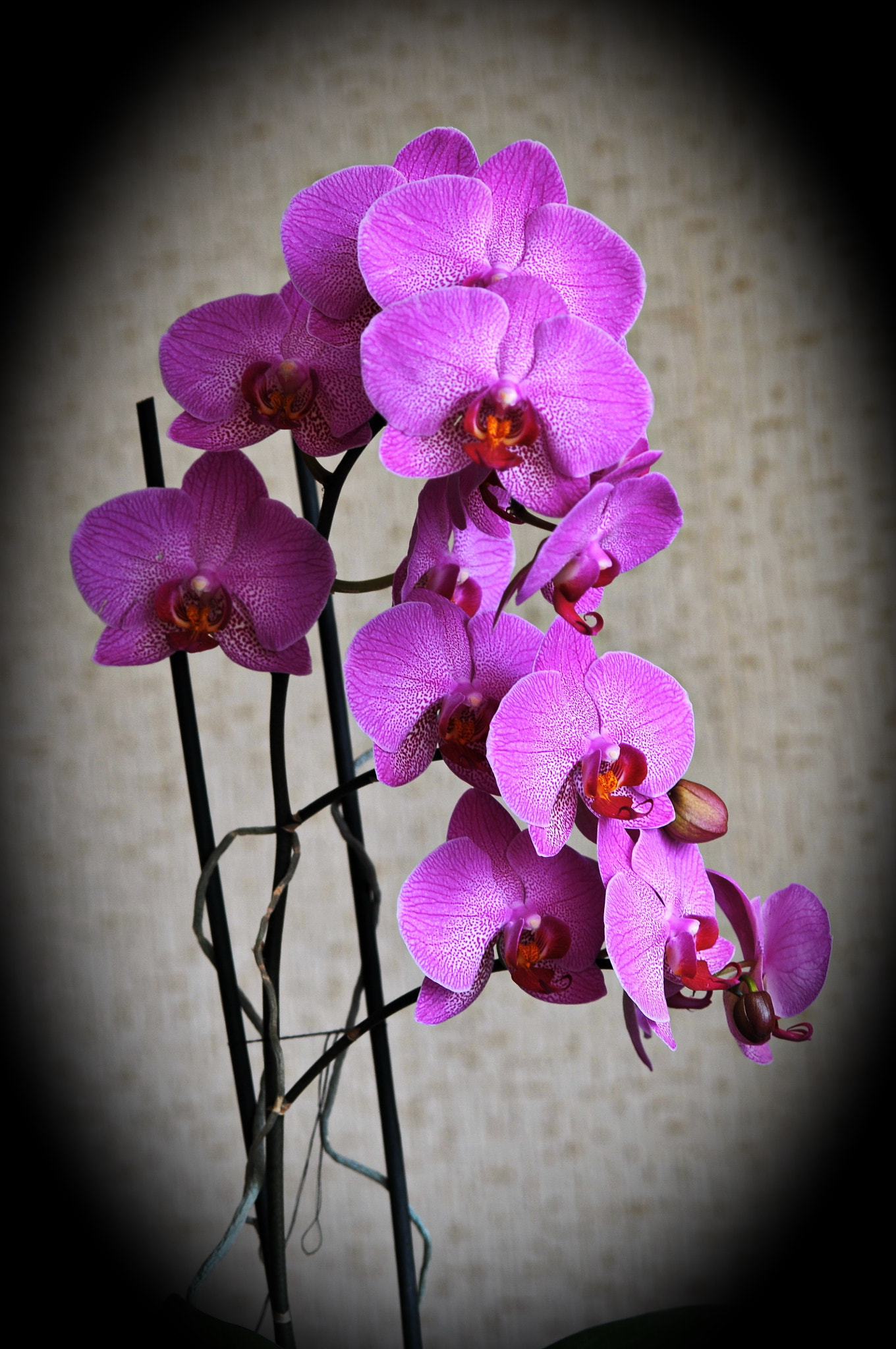 Nikon D300 + AF Micro-Nikkor 105mm f/2.8 sample photo. Орхидея photography