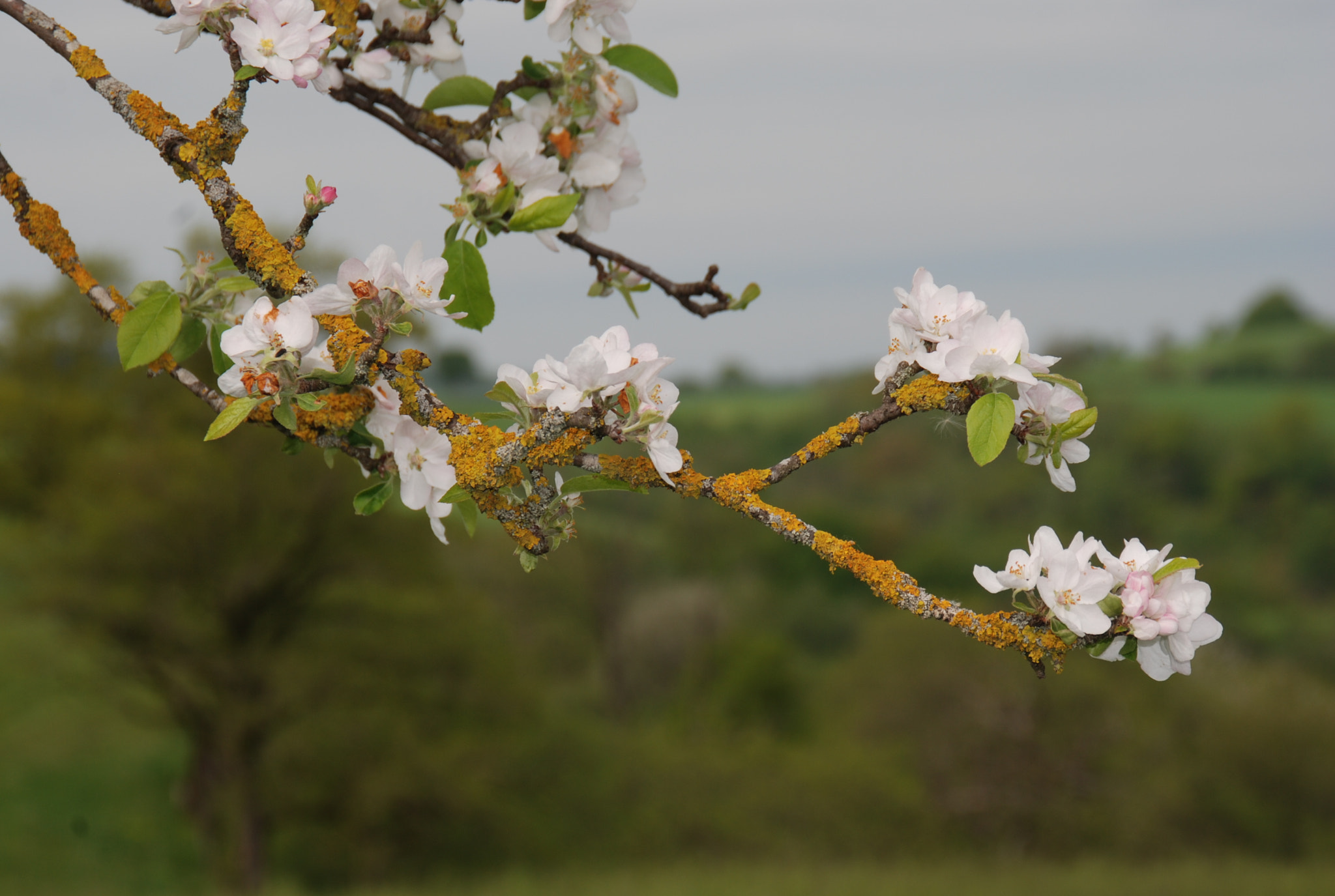Nikon D40X sample photo. Blossom photography