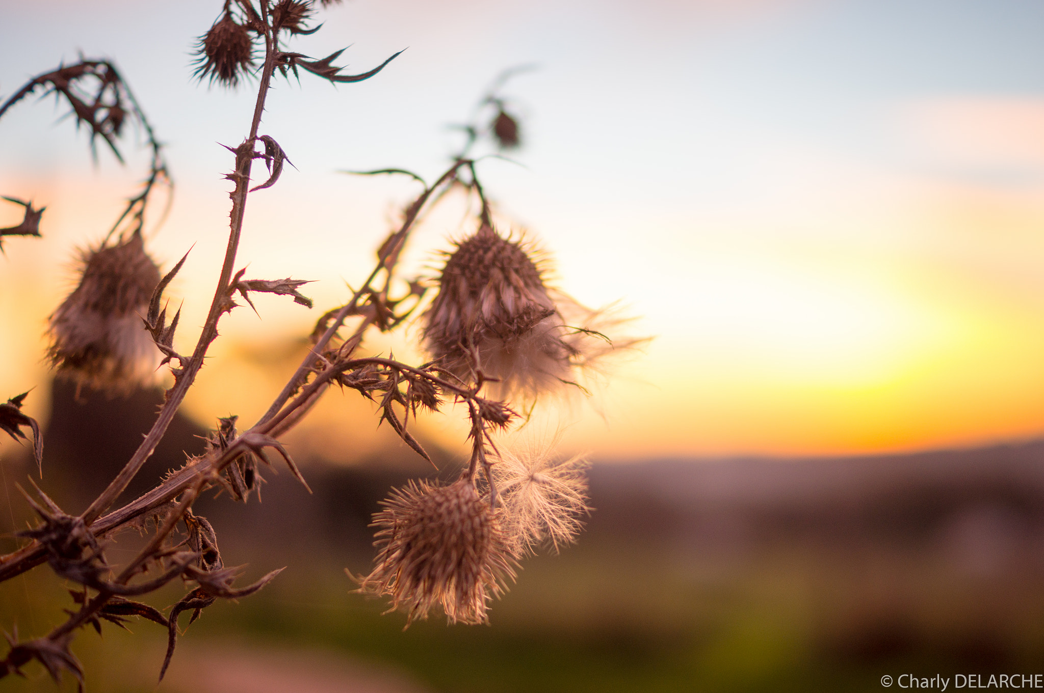Sony SLT-A55 (SLT-A55V) + Sony DT 35mm F1.8 SAM sample photo. Flower during sunrise photography