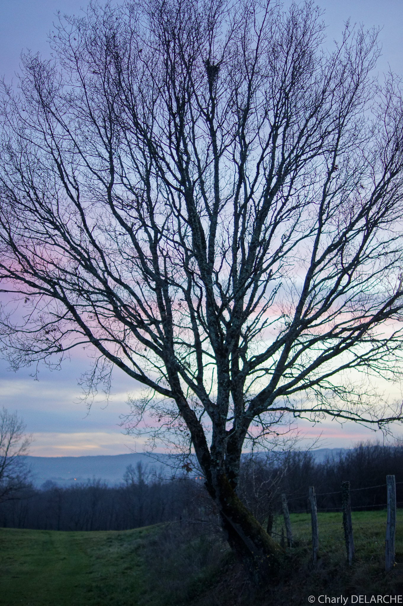 Sony SLT-A55 (SLT-A55V) + Sony DT 35mm F1.8 SAM sample photo. Tree during sunrise photography