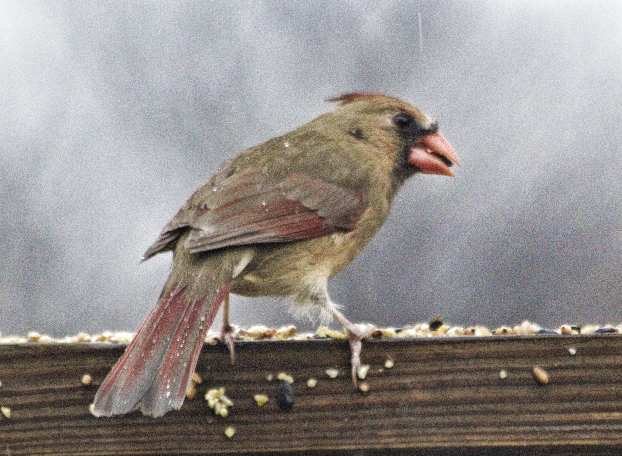 Canon EF 70-300mm F4-5.6 IS USM sample photo. Female cardinal photography