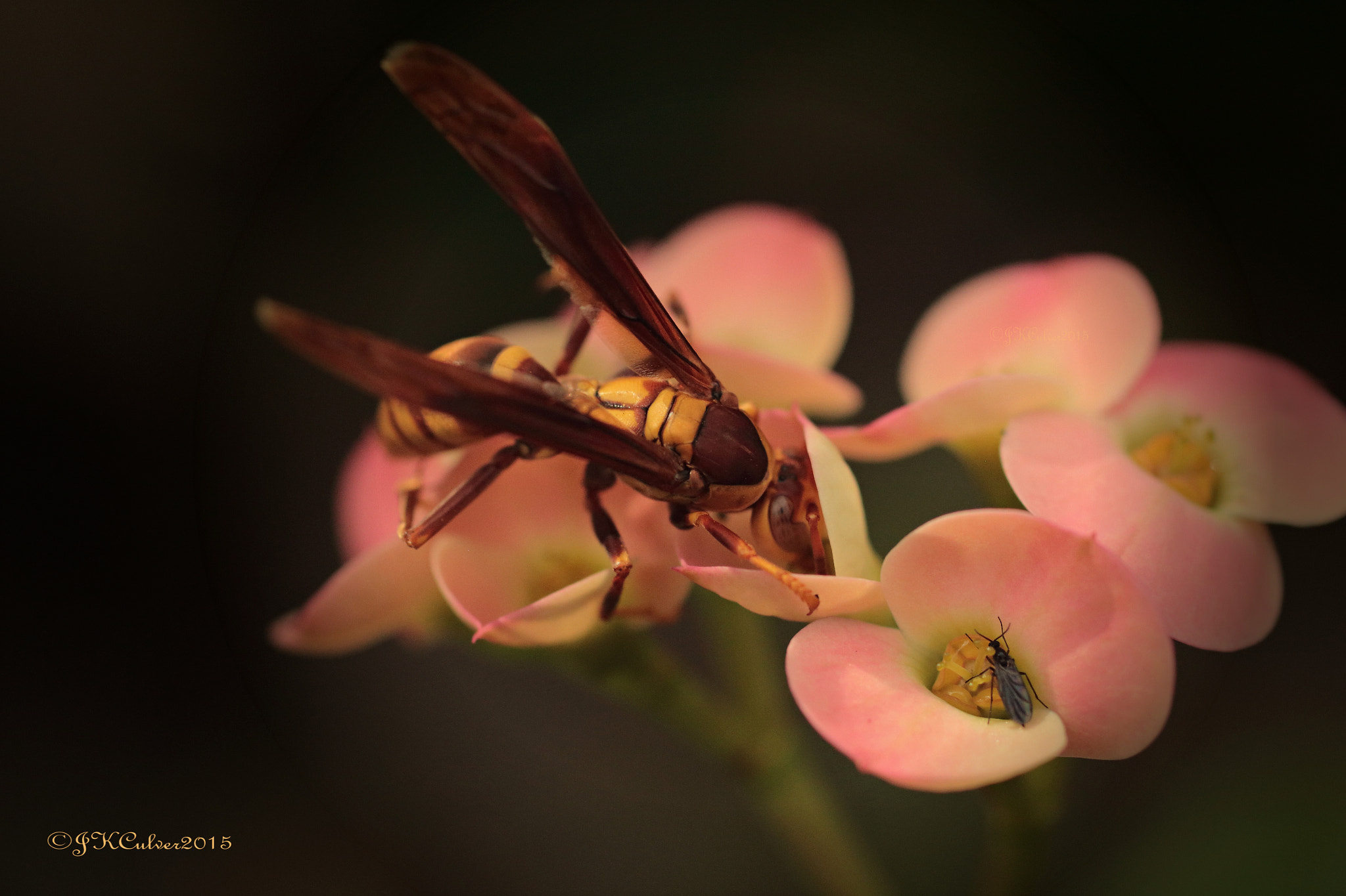 Sigma 50mm F1.4 EX DG HSM sample photo. Nectar feast photography