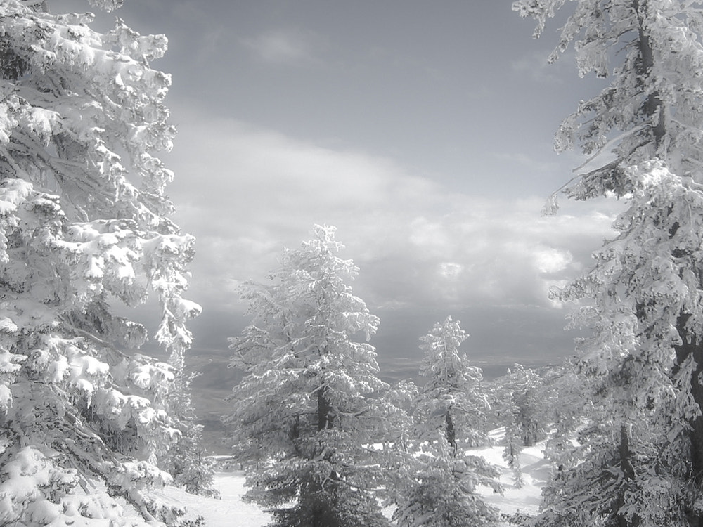 Canon PowerShot S200 sample photo. "i was dreaming of a white christmas" #photojambo photography