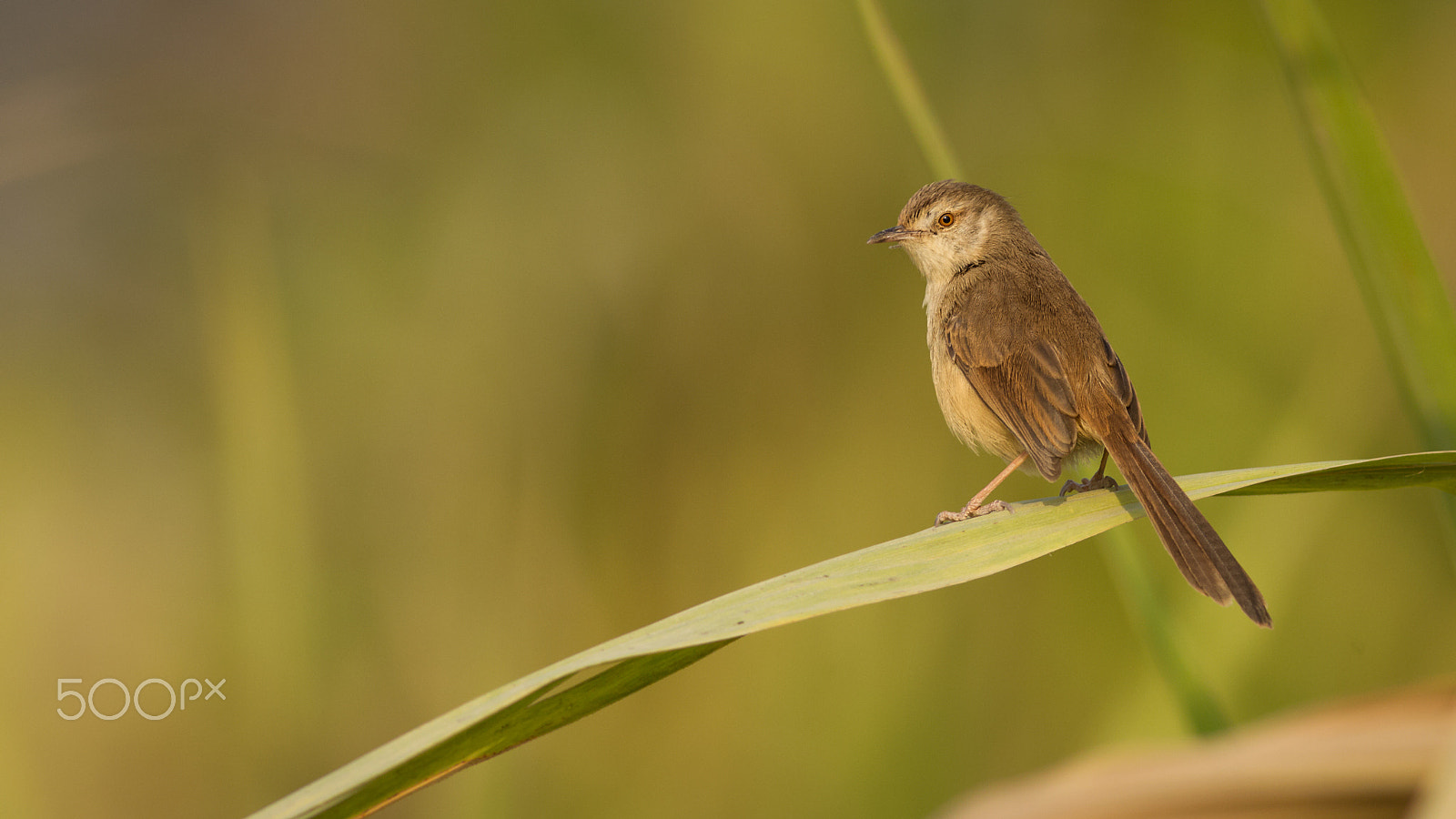 Canon EOS-1D Mark IV + Canon EF 400mm F5.6L USM sample photo. Plain prinia photography
