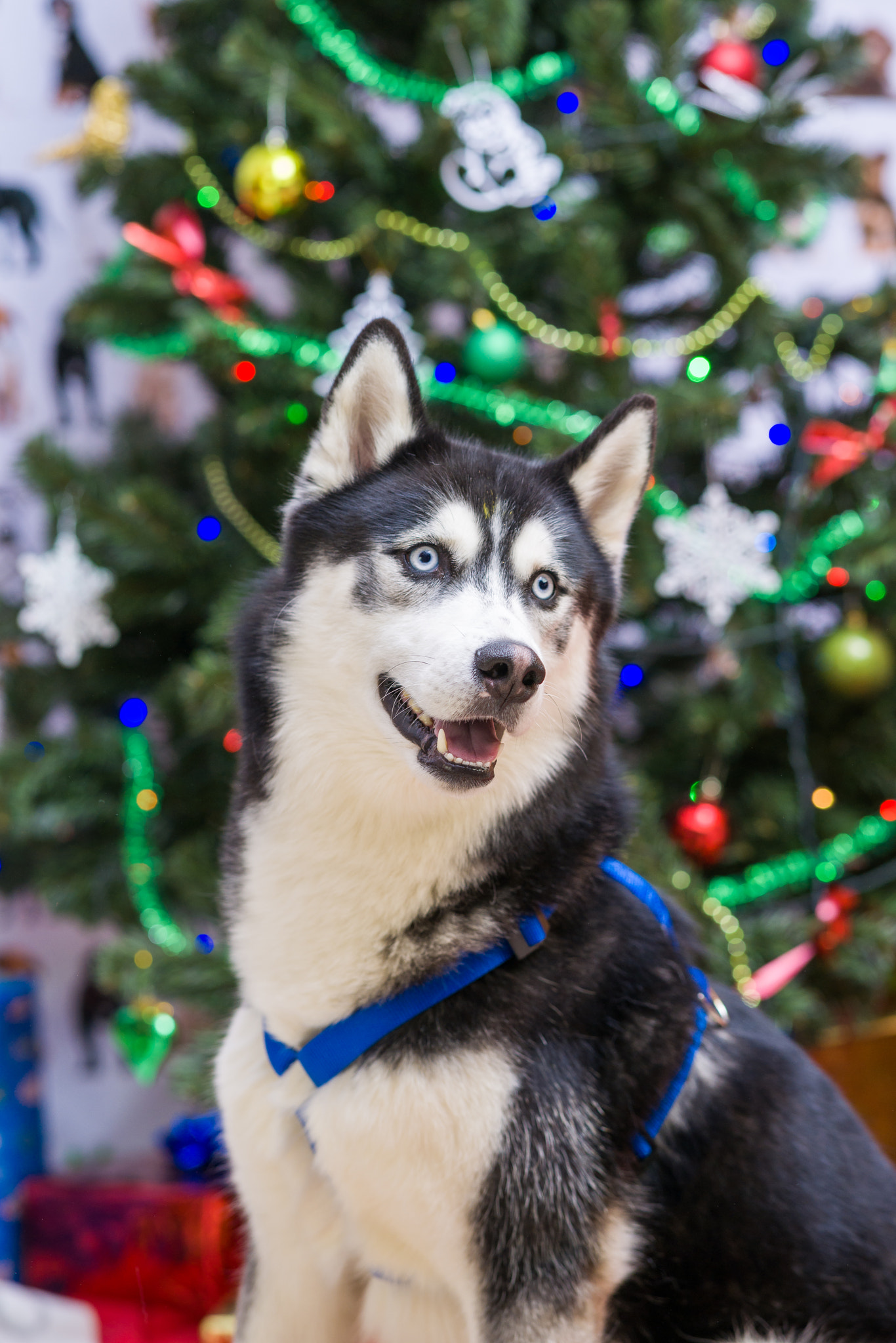 Sony Sonnar T* 135mm F1.8 ZA sample photo. Christmas dog huskies photography