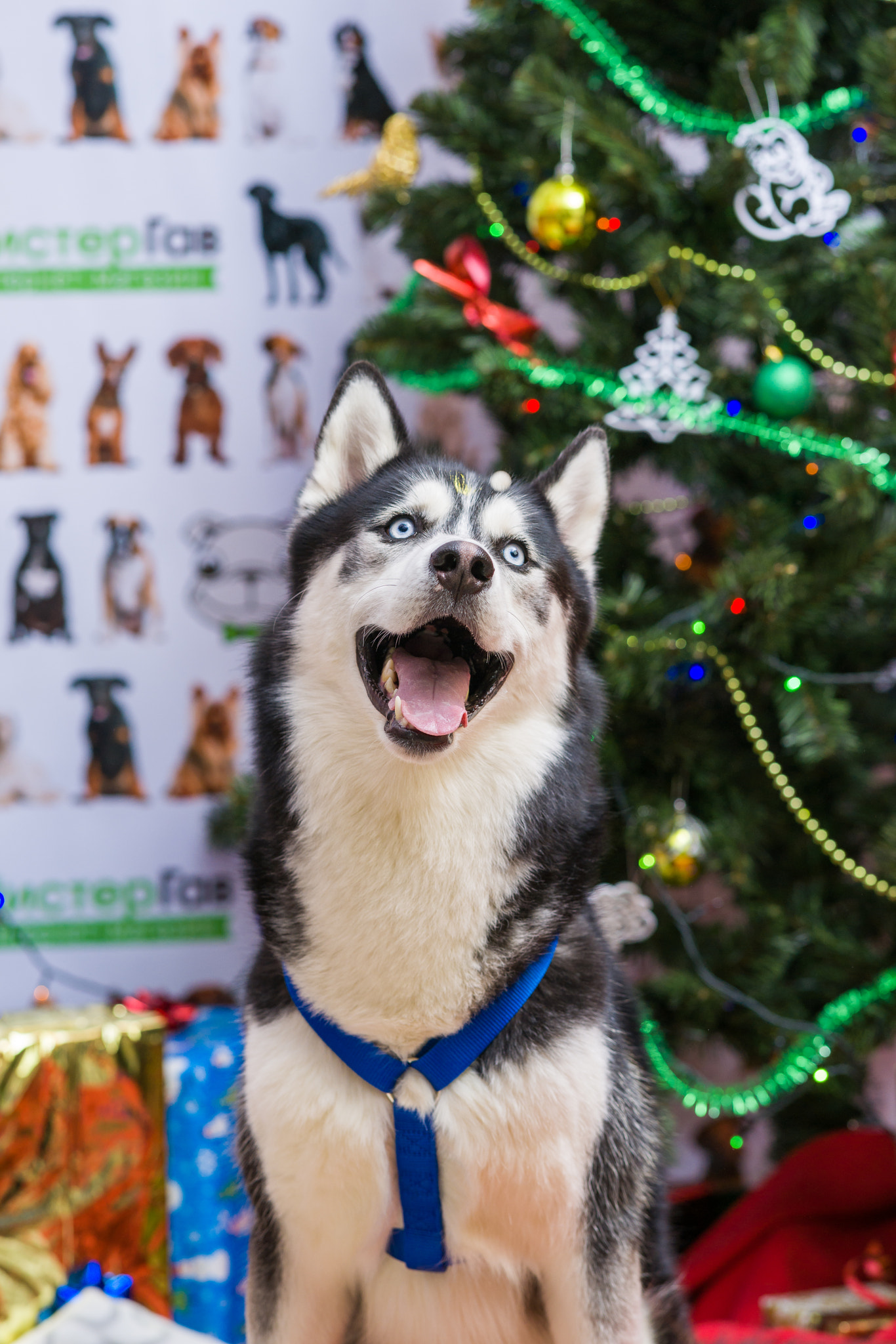 Sony Sonnar T* 135mm F1.8 ZA sample photo. Christmas dog huskies photography