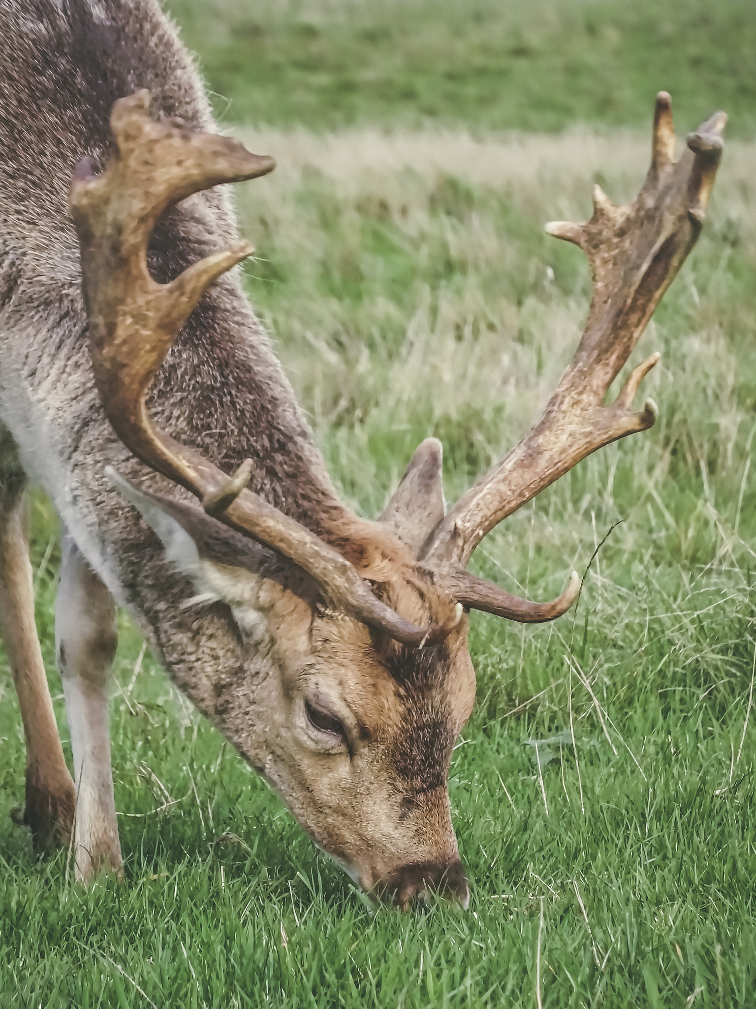 Sony DSC-HX60 sample photo. Fallow deer grazing photography