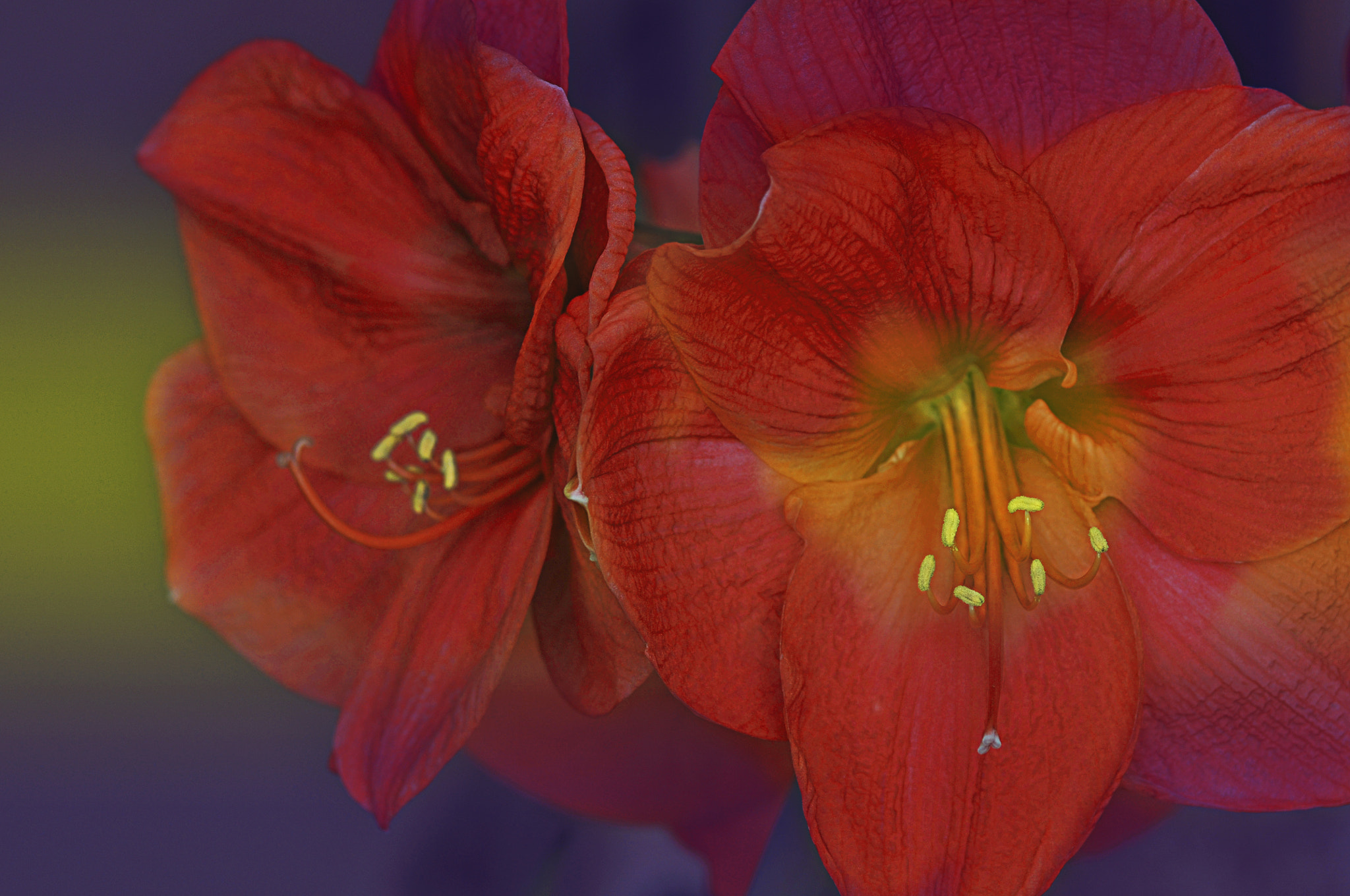 Nikon D300 + AF Micro-Nikkor 105mm f/2.8 sample photo. Цветы photography
