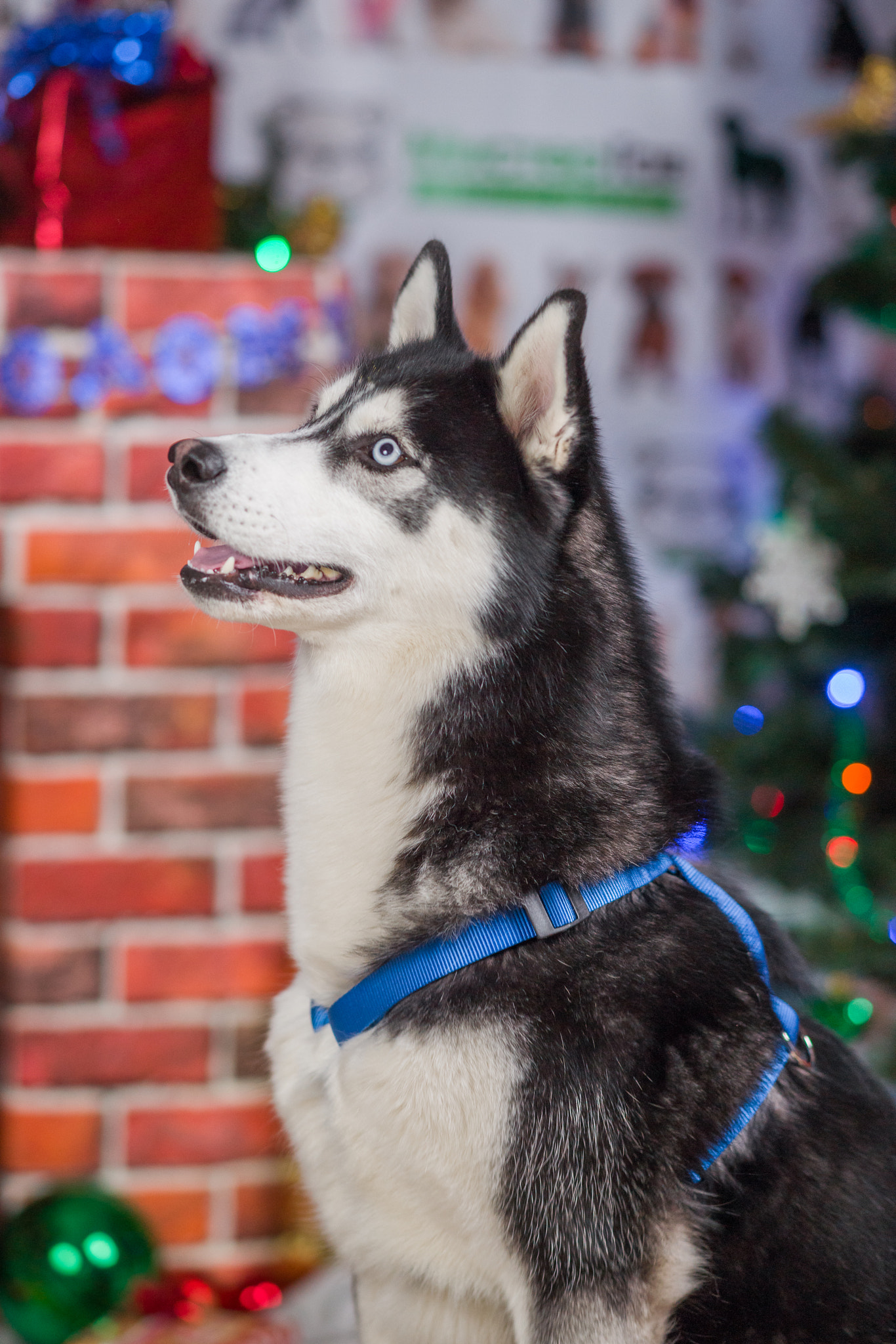 Sony Sonnar T* 135mm F1.8 ZA sample photo. Christmas dog huskies photography