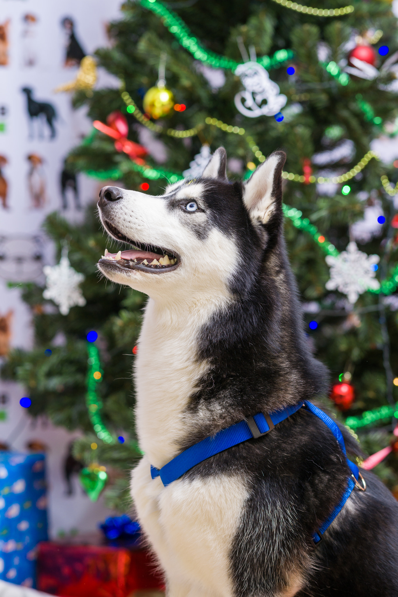 Sony Alpha DSLR-A850 sample photo. Christmas dog huskies photography