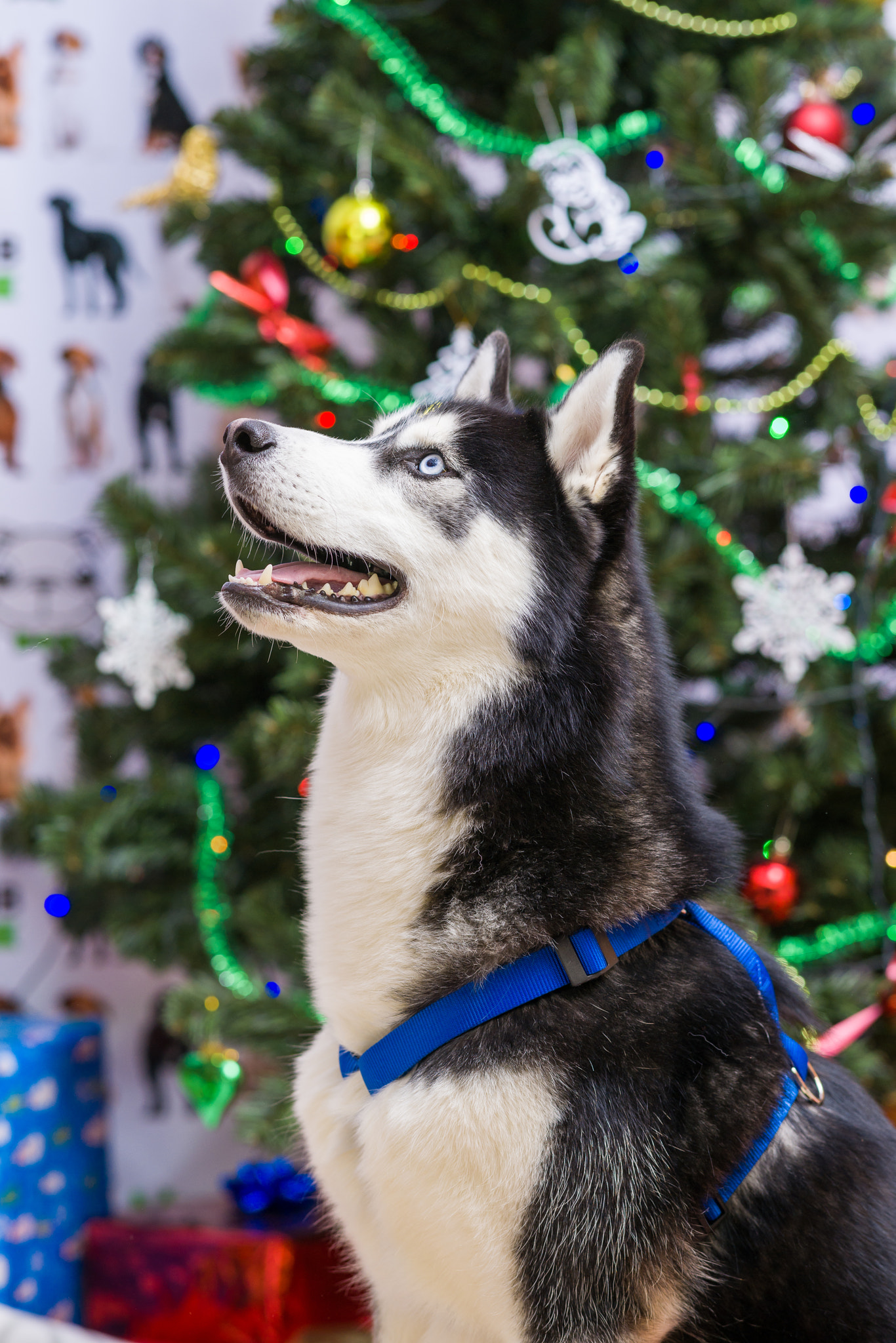 Sony Sonnar T* 135mm F1.8 ZA sample photo. Christmas dog huskies photography