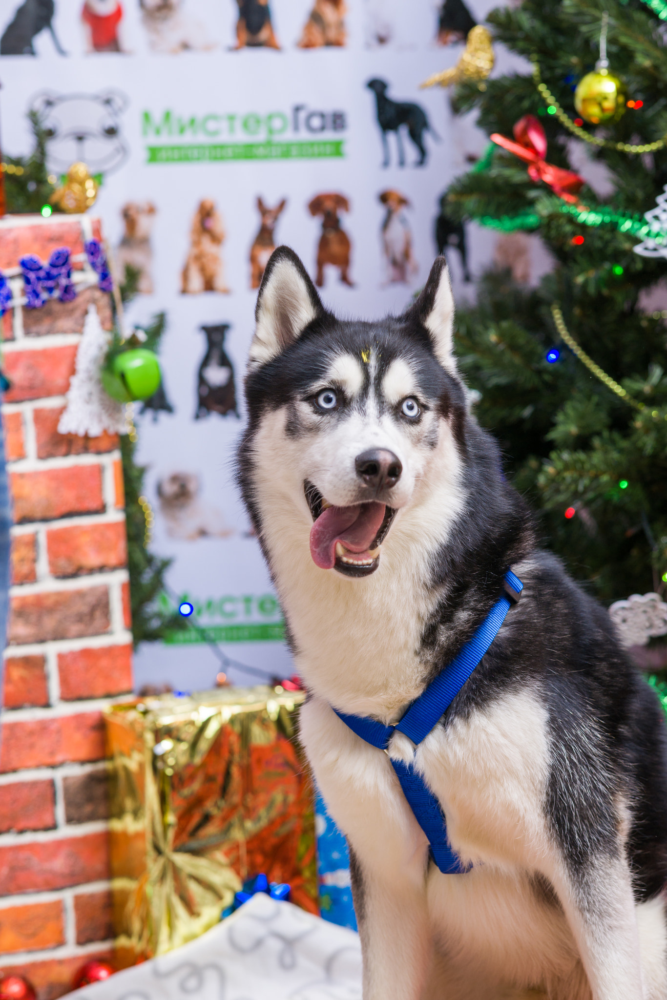 Sony Sonnar T* 135mm F1.8 ZA sample photo. Christmas dog huskies photography