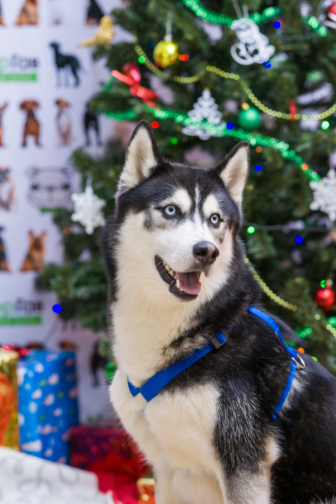 Sony Sonnar T* 135mm F1.8 ZA sample photo. Christmas dog huskies photography