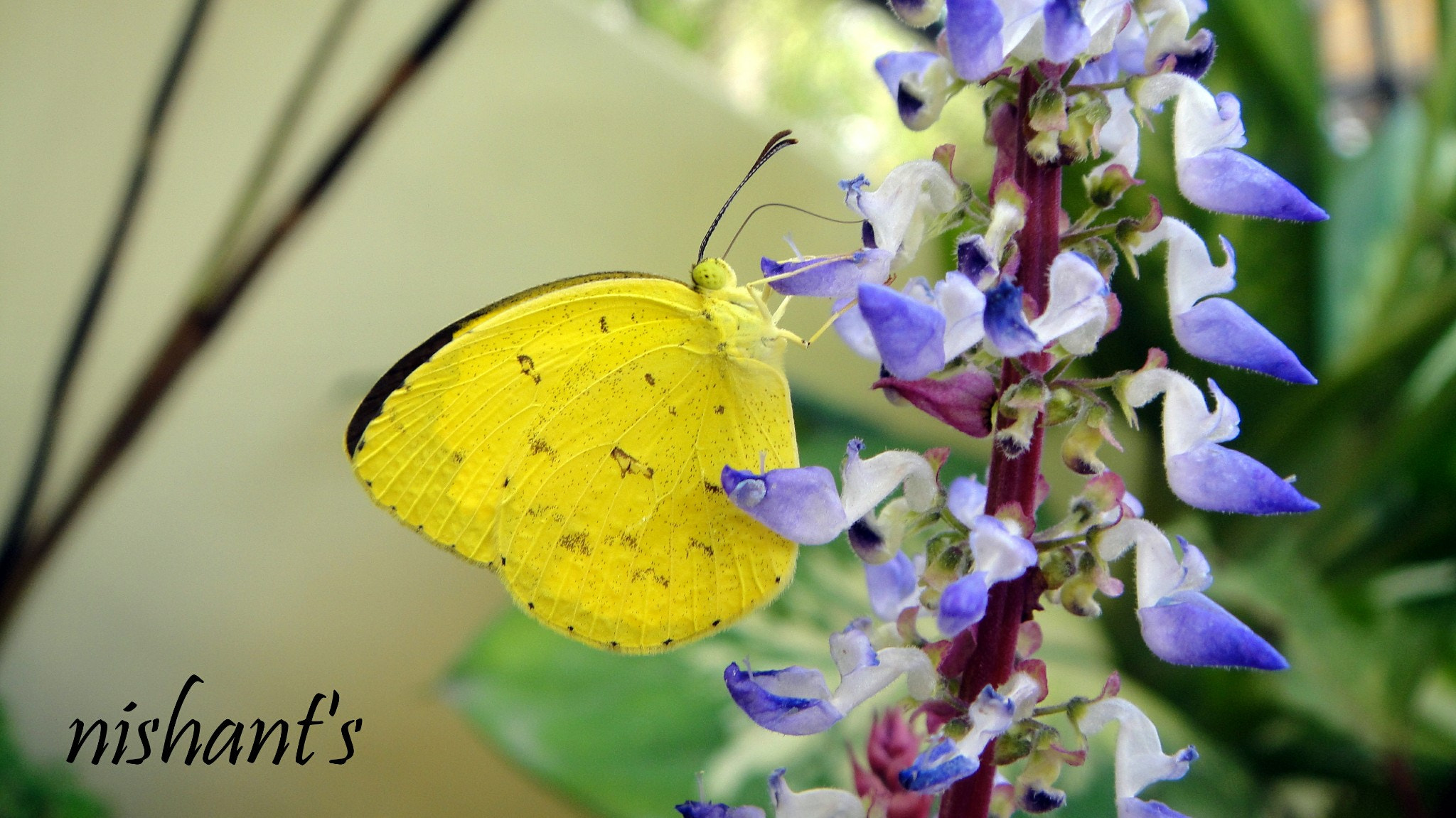 Sony DSC-T90 sample photo. Butterfly photography