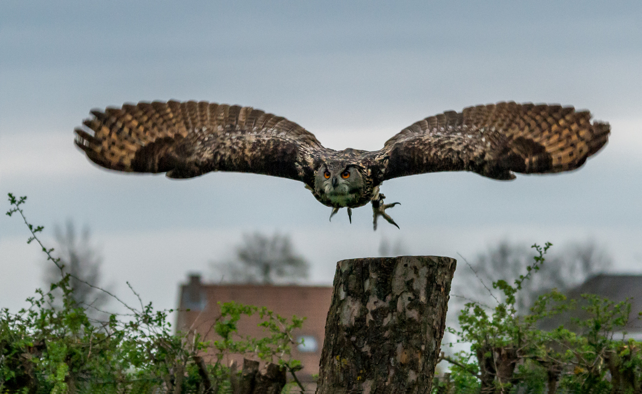 Sigma 150-500mm F5-6.3 DG OS HSM sample photo. Eurasian eagle-owl photography