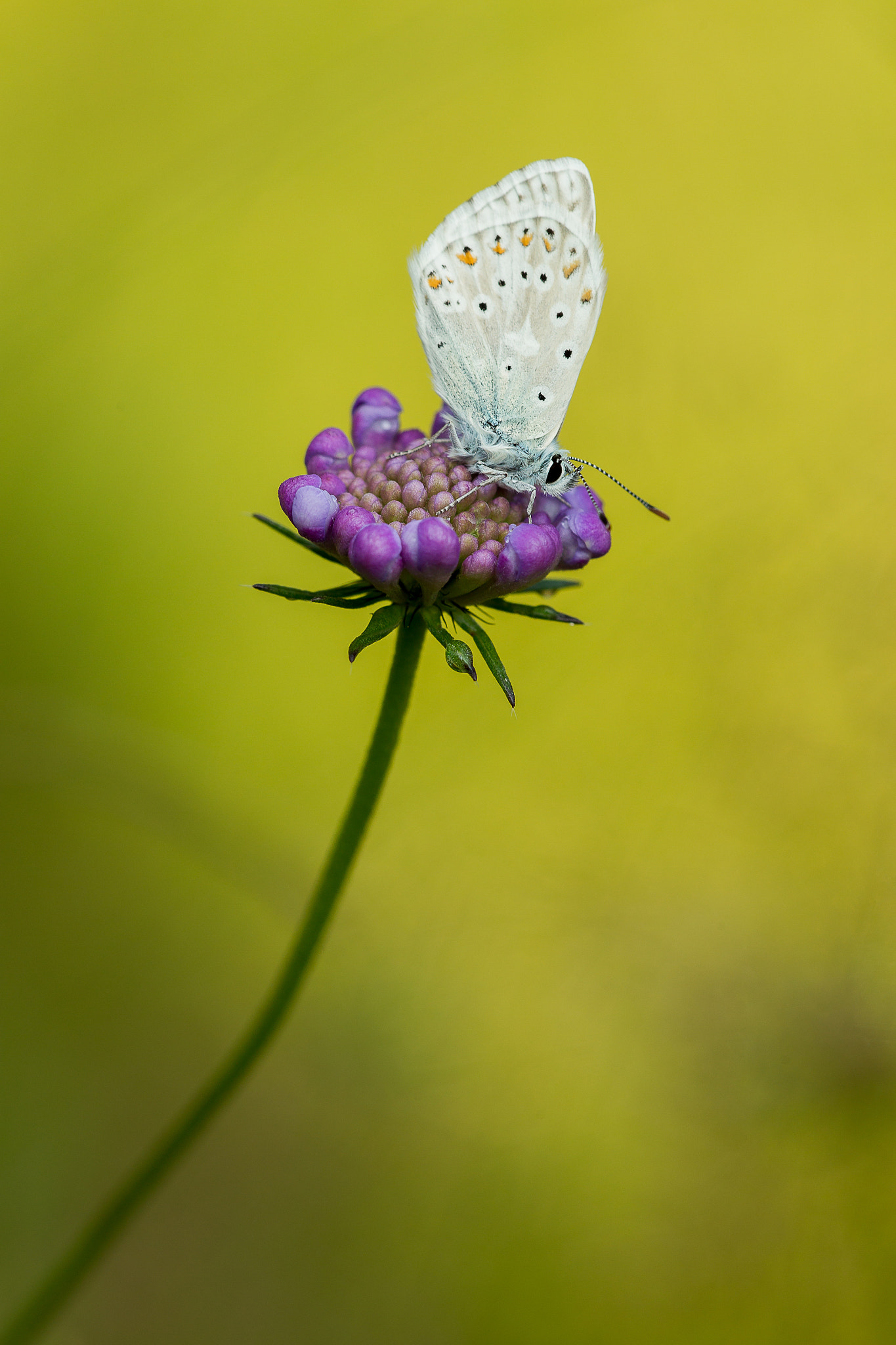Canon EF 180mm F3.5L Macro USM sample photo. Amanece photography