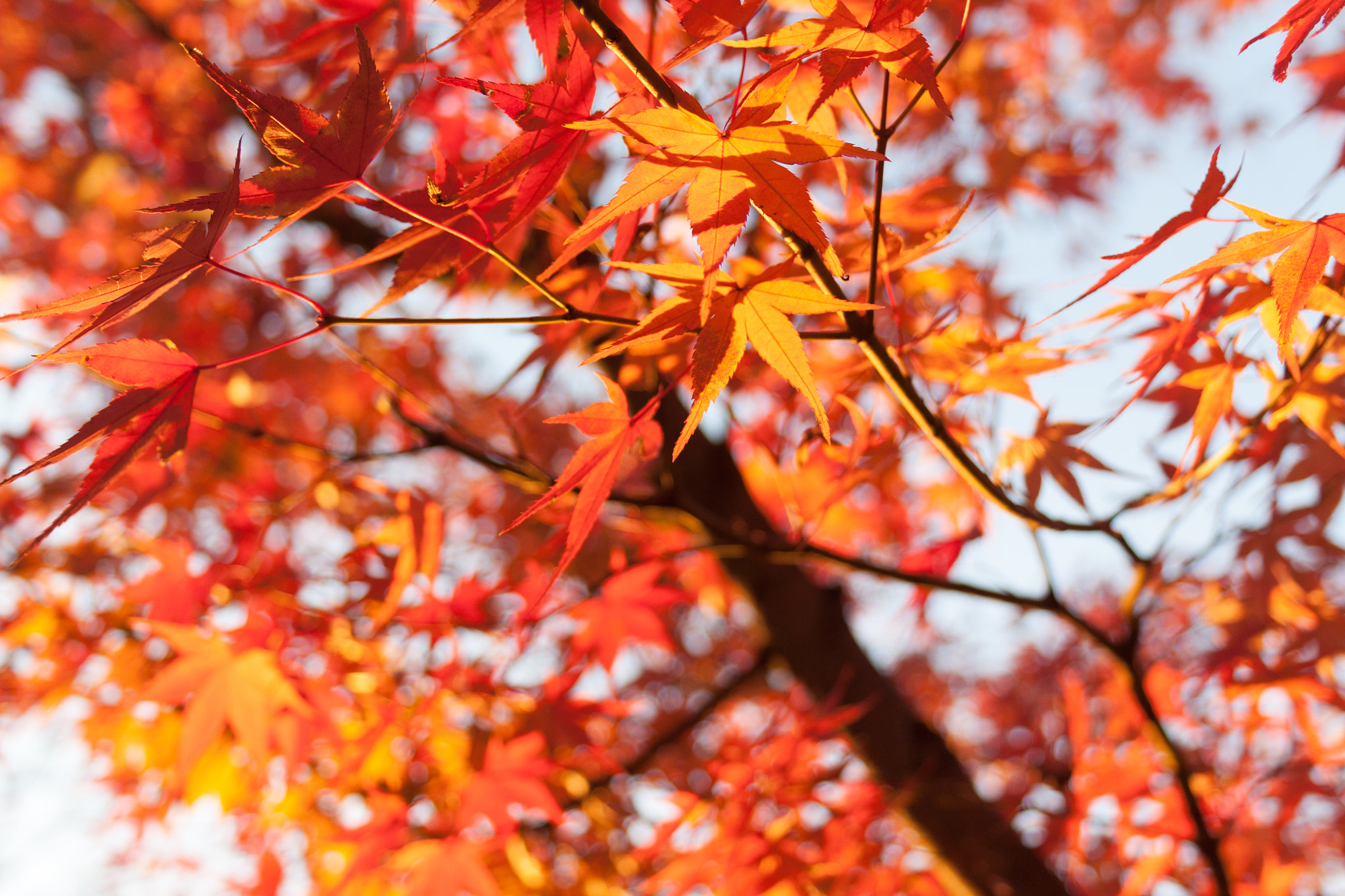 Canon EF-S 18-55mm F3.5-5.6 sample photo. Marple leaves photography