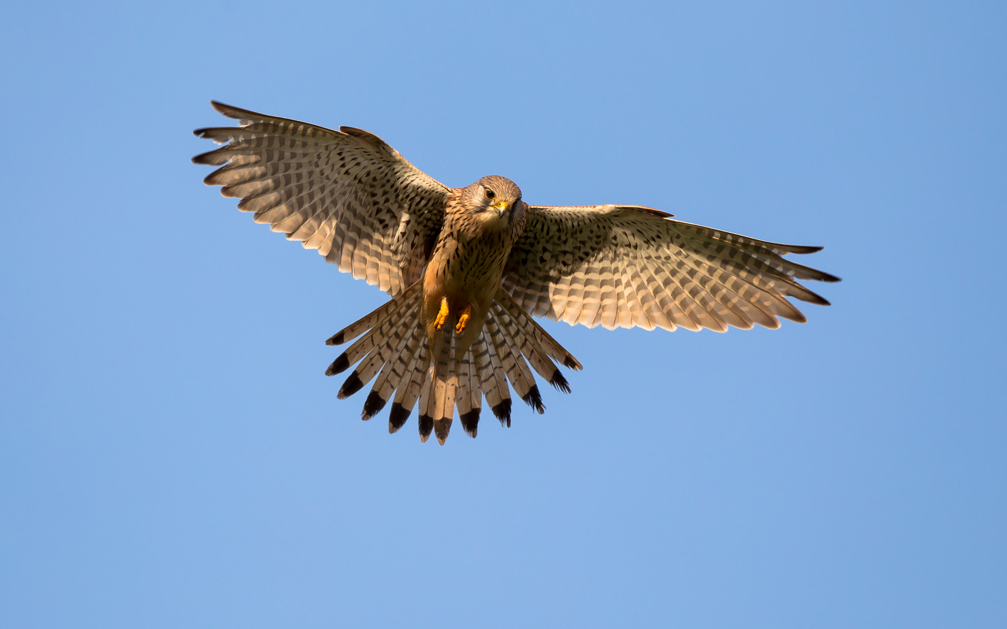 Canon EF 500mm F4L IS II USM sample photo. Saint-esprit photography