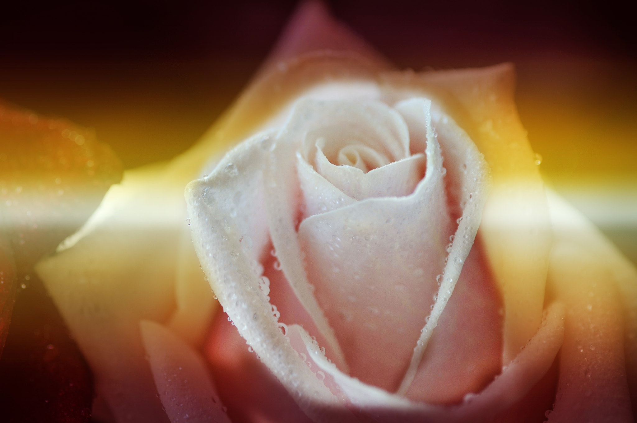 Nikon D300 + AF Micro-Nikkor 105mm f/2.8 sample photo. Роза photography