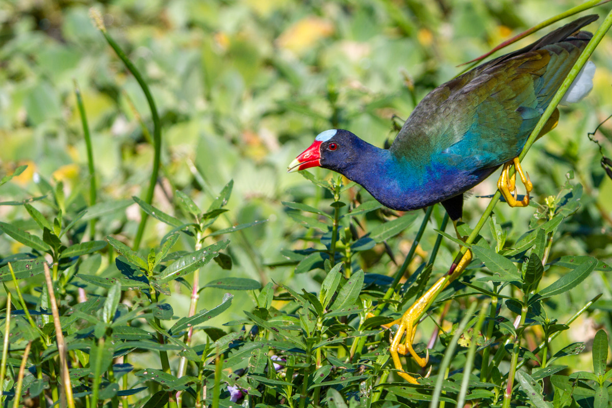 Canon EF 200-400mm F4L IS USM Extender 1.4x sample photo. Purple gallinule photography